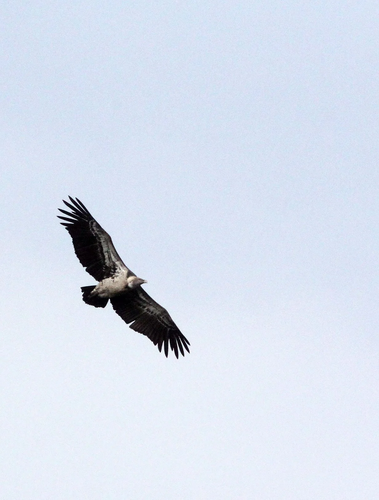 Gyps rueppelli - RUPPELL'S GRIFFON VULTURE - SIMIEN MOUNTAINS NATIONAL PARK ETHIOPIA (1).JPG
