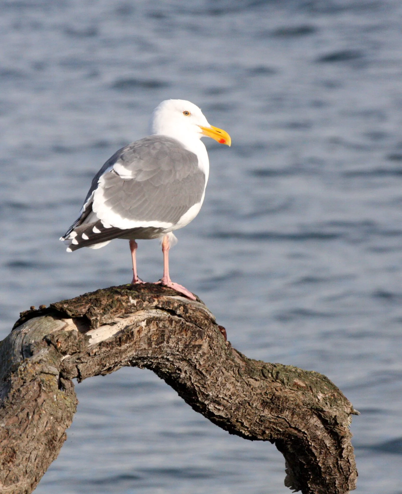 BIRD - GULL - OLYMPIC DOVE - JAMESTOWN WA (5).JPG
