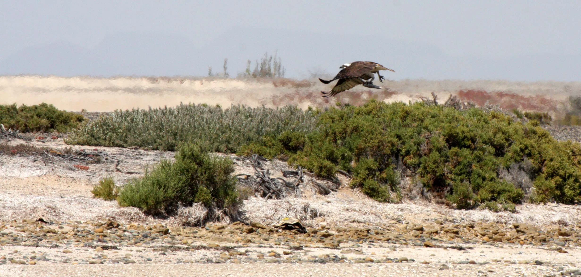 Pandion haliaetus - OSPREY - SAN IGNACIO LAGOON BAJA MEXICO (138).JPG