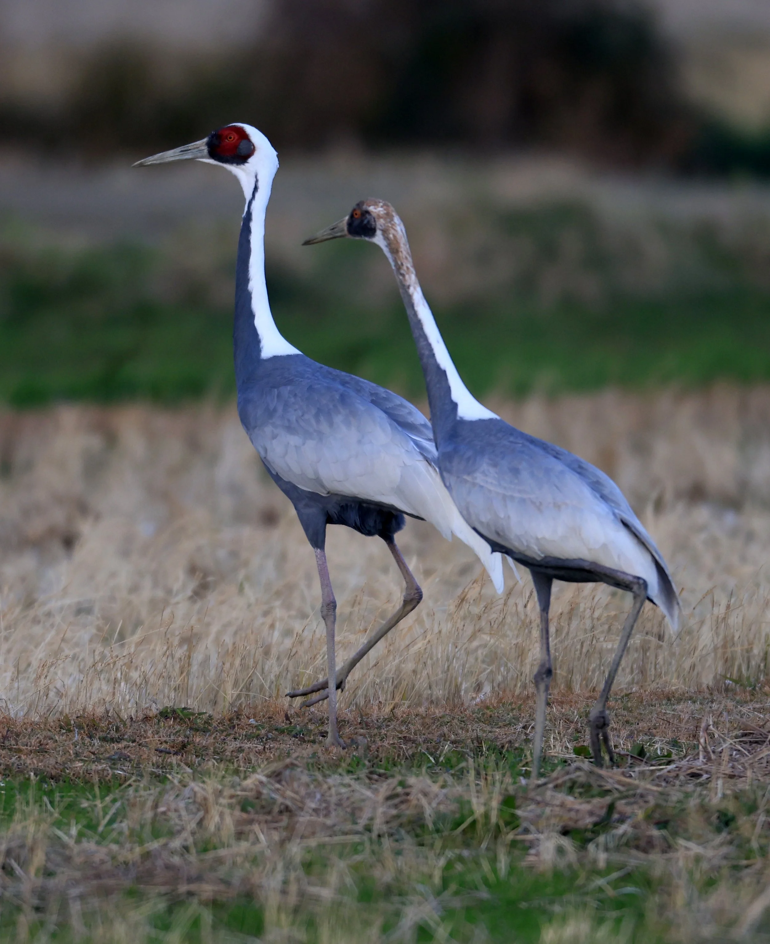 White-naped Crane (Antigone vipio) Izumi Crane Park & Center, Izumi Kagoshima Kyushu Japan (43).jpg