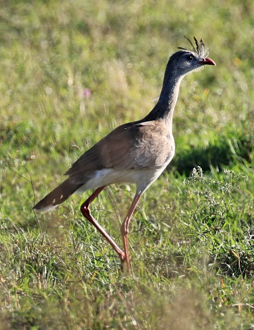 Red-legged Seriema (Cariama cristata) Neuland Mennonite Colony Paraguay (5).jpg