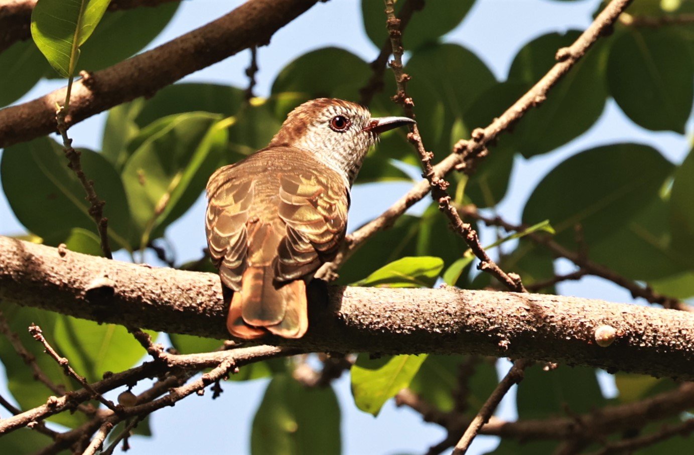 Violet Cuckoo (Chrysococcyx xanthorhynchus) Rama IX Park Bangkok (27).jpg