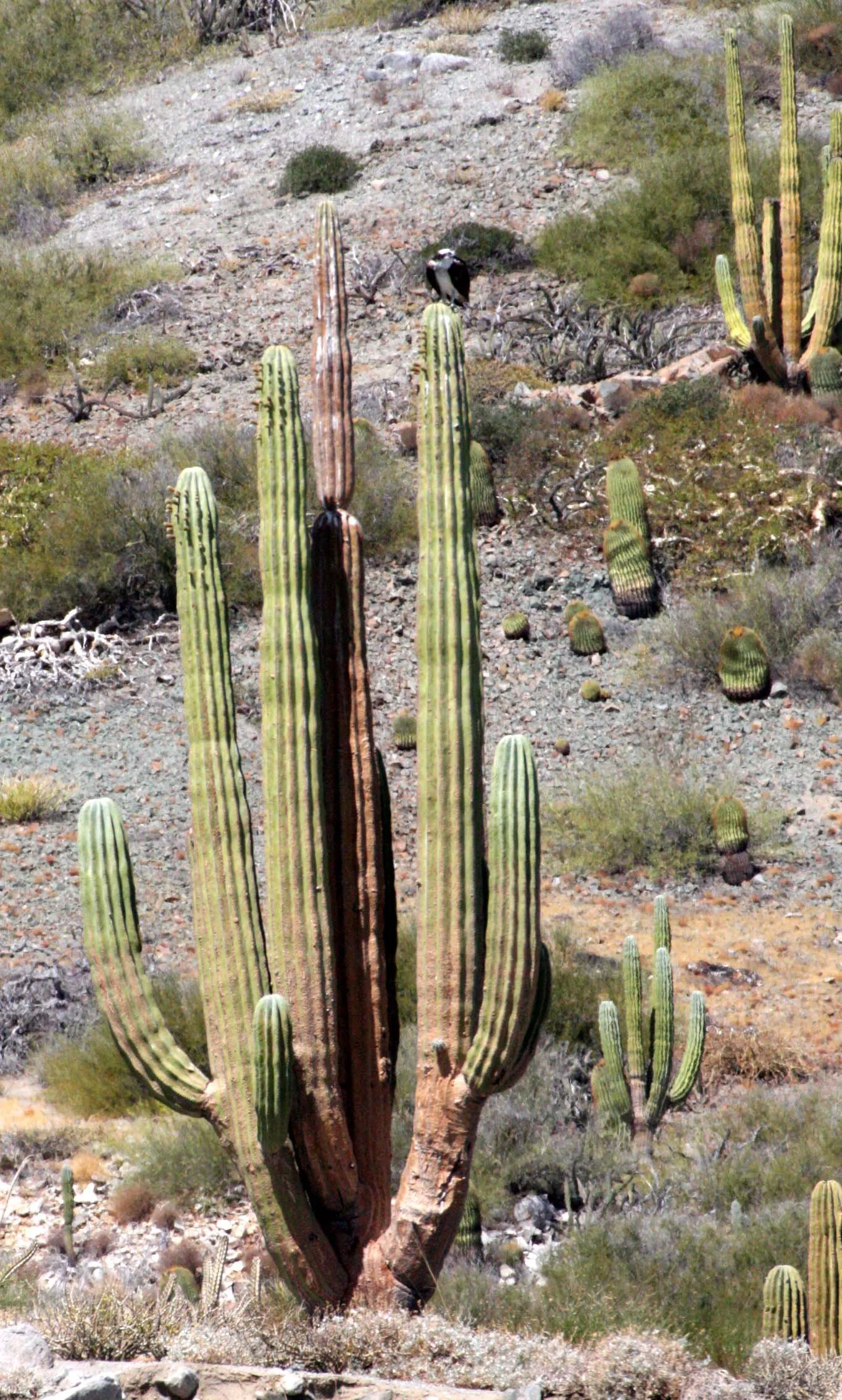 Pandion haliaetus - OSPREY - SAN IGNACIO LAGOON BAJA MEXICO (96).JPG
