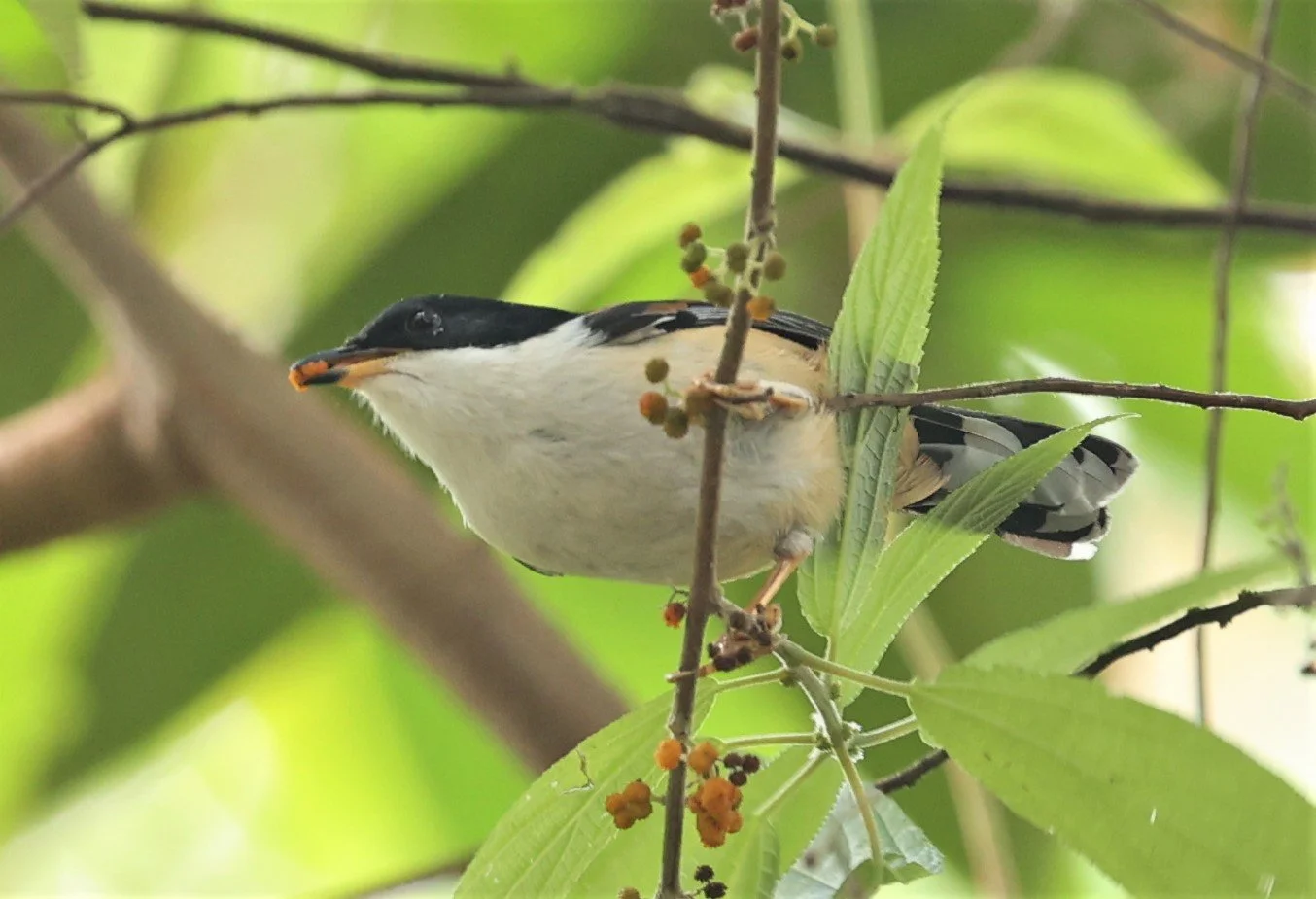 SIBIA - RUFOUS-BACKED SIBIA - Leioptila annectens - DOI LANG WEST, DOI PHA HOM KHA NP, CHIANG MAI DEC 2021 (22).jpg