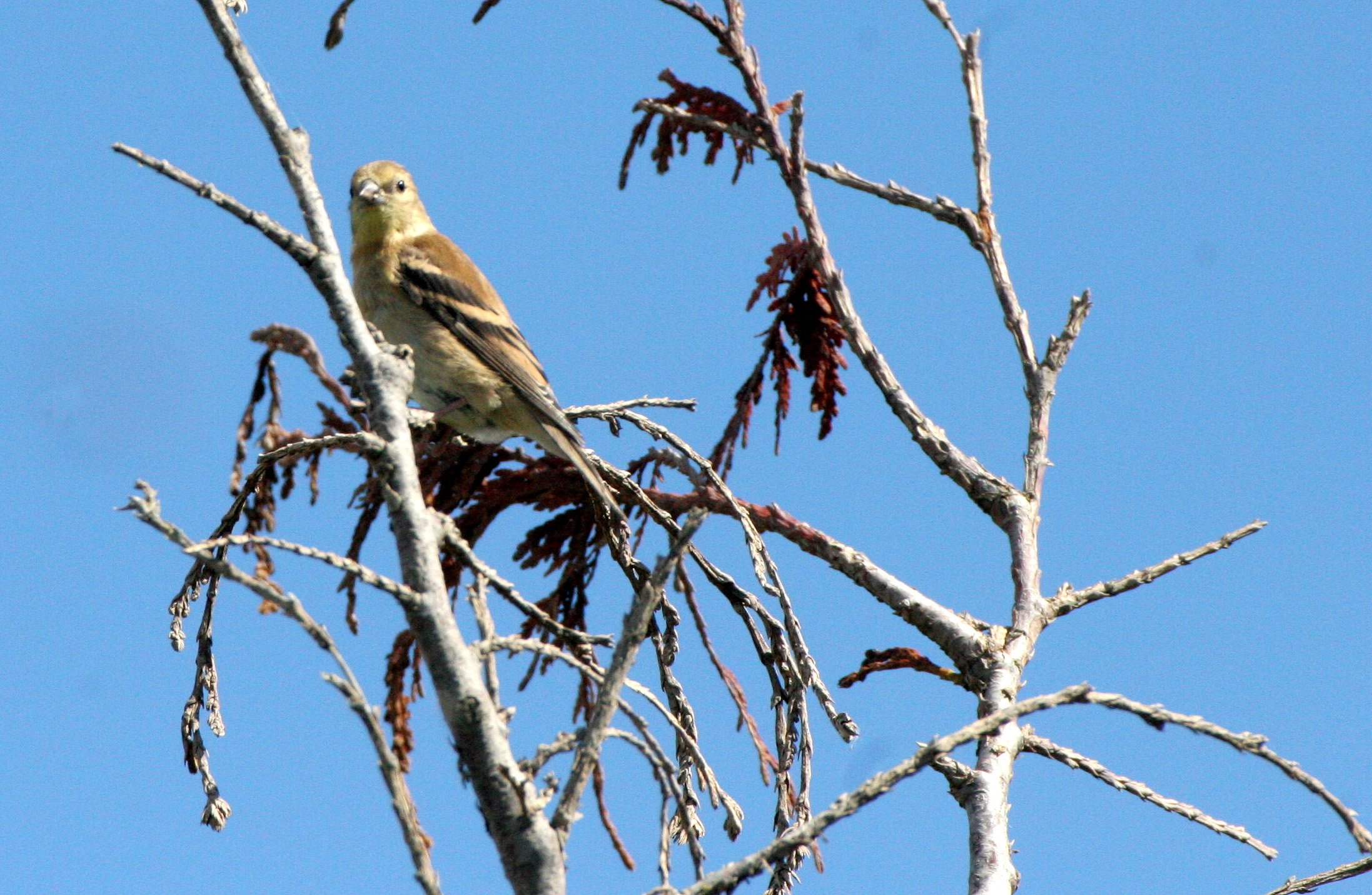 Pine siskin (Spinus pinus) Elwha Valley, Whiskey Bend Trail (10).JPG