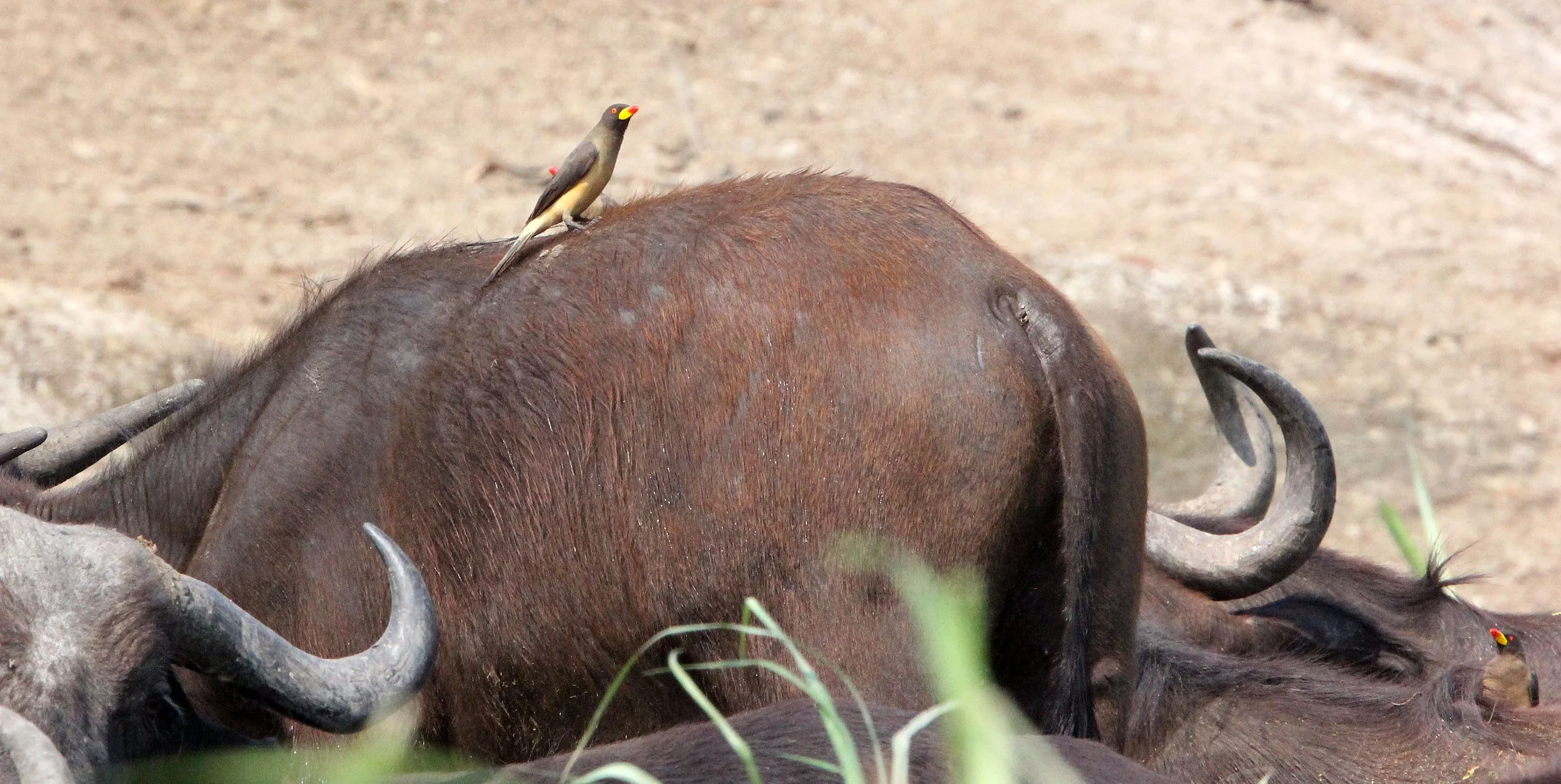 BIRD - OXPECKER - YELLOW-BILLED OXPECKER - QUEEN ELIZABETH NATIONAL PARK UGANDA (3).JPG