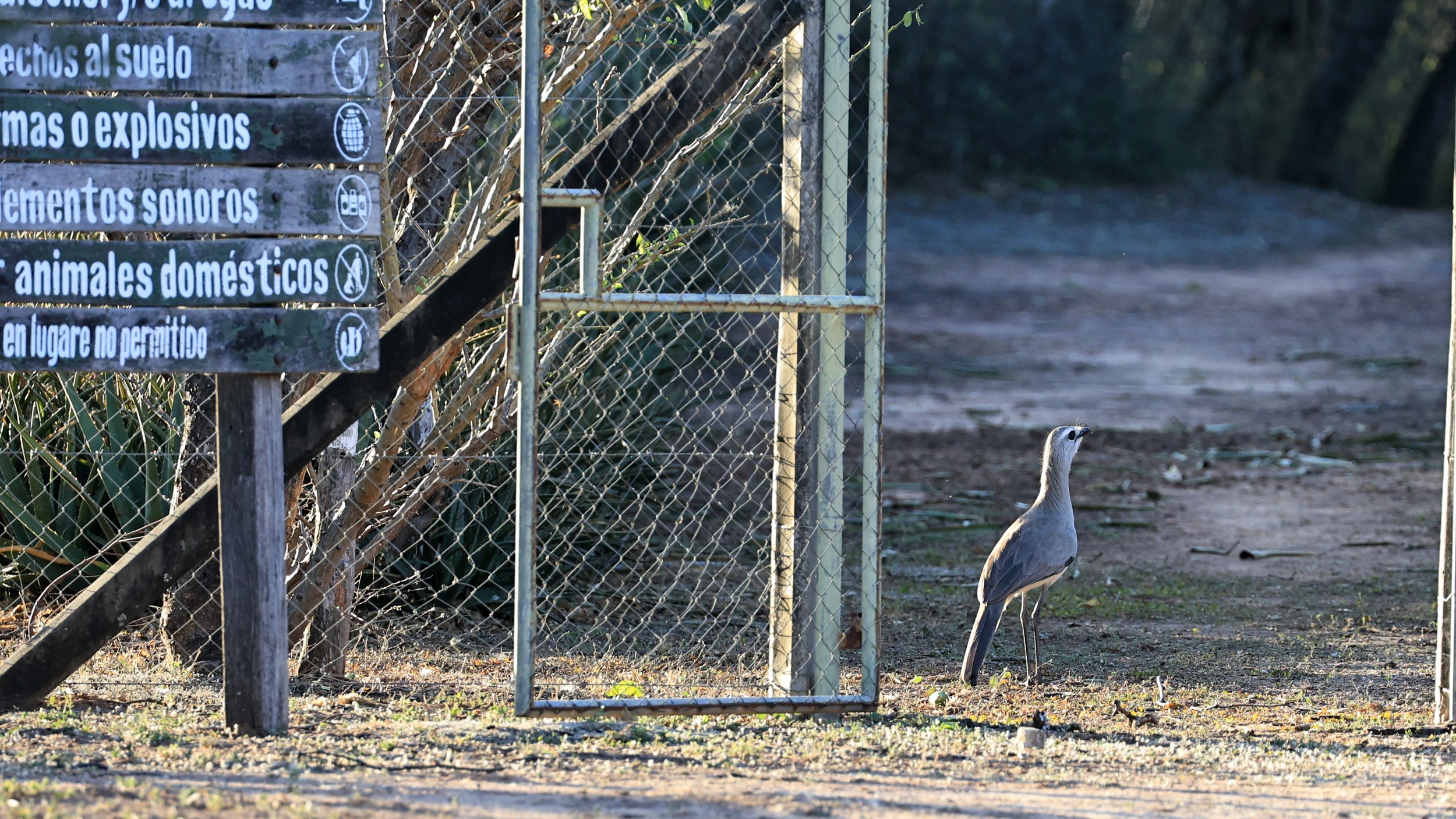 Black-legged Seriema (Chunga burmeisteri) Parque Nacional Teniente Agripino Enciso (3).jpg