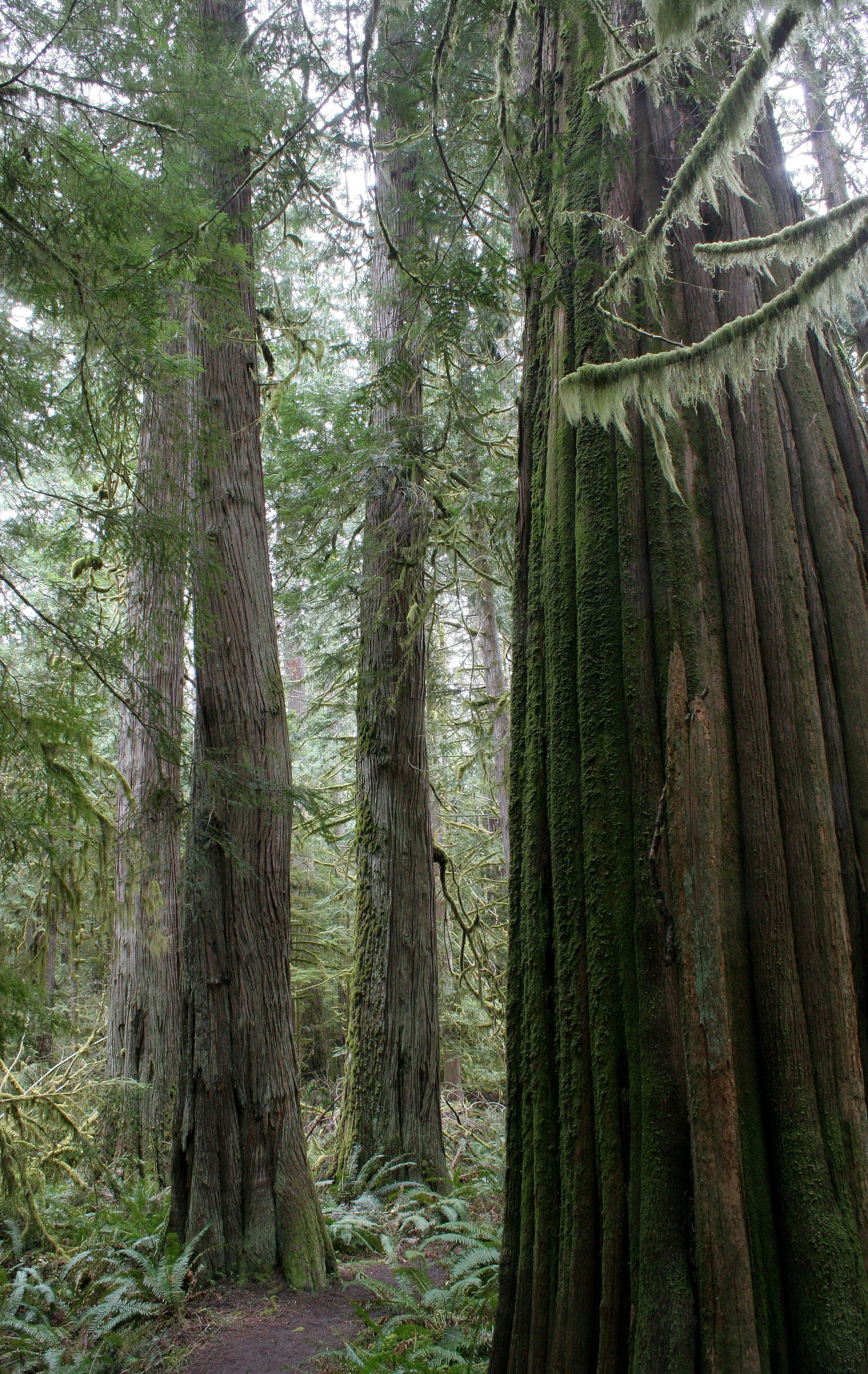 BARNES CREEK AND SURROUNDING FOREST (4).JPG