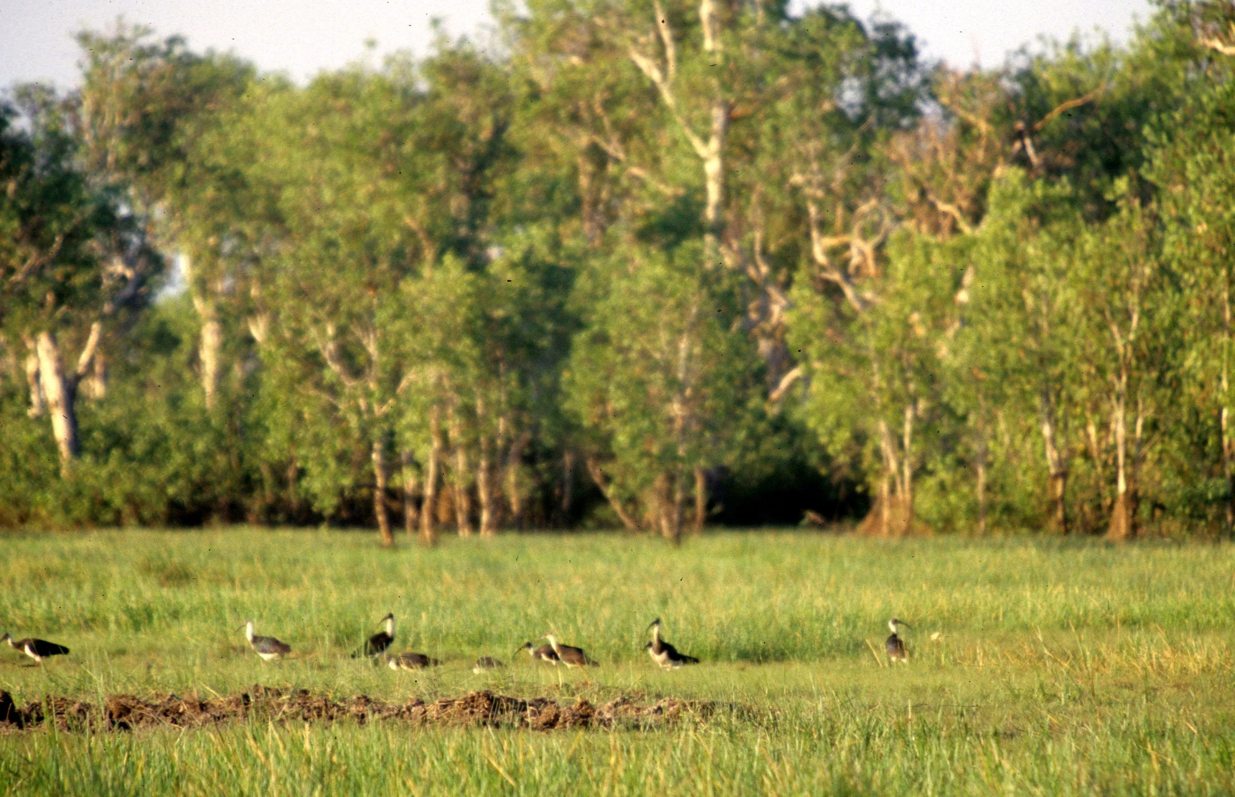 BIRD - IBIS - STRAWNECKED IBIS - KAKADU NP.jpg