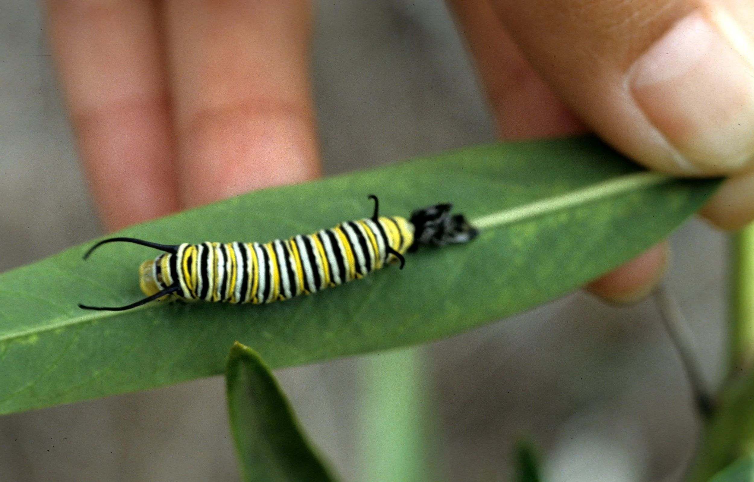 INVERT - LEP - MONARCH CATERPILLAR.jpg