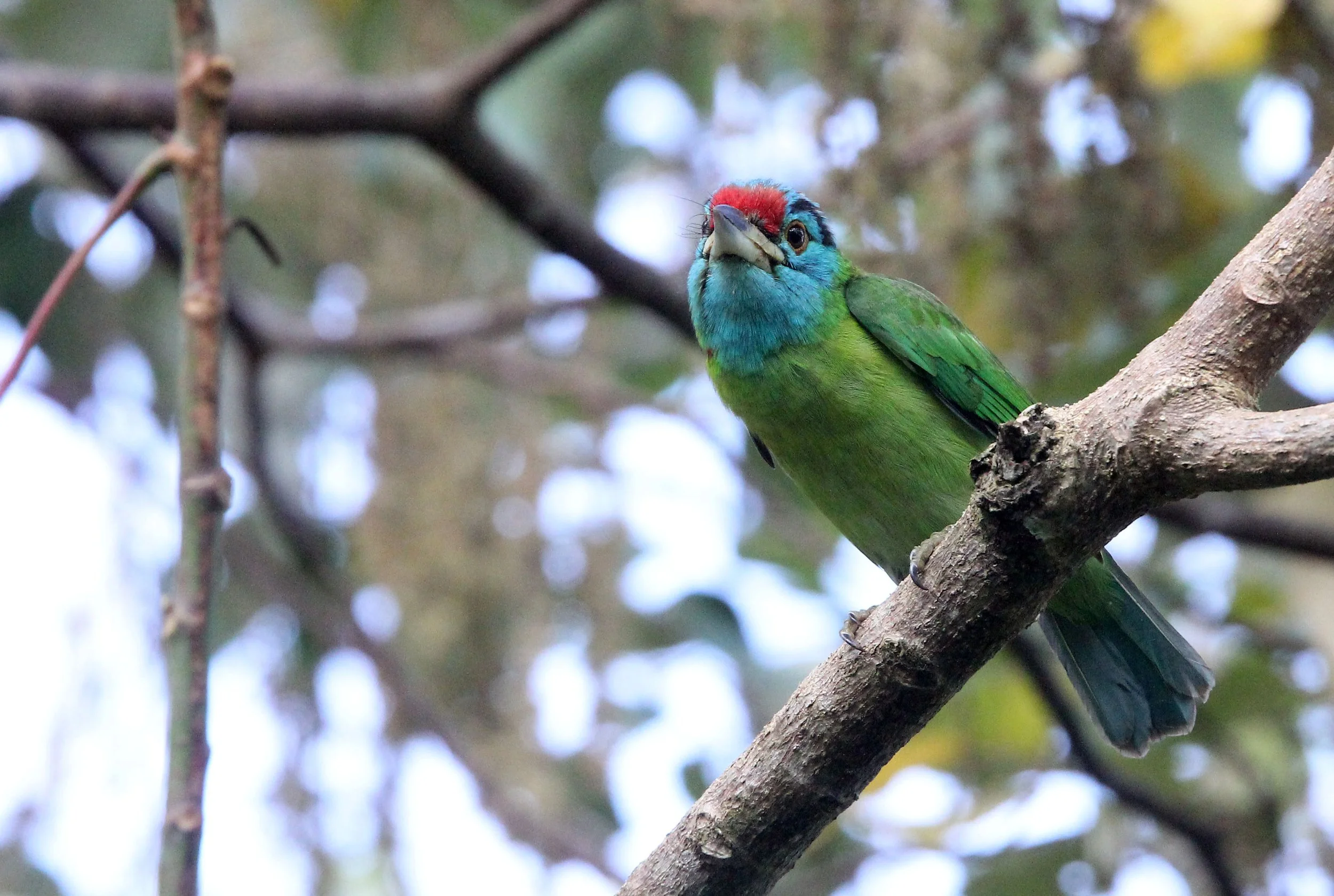 BARBET - BLUE-THROATED BARBET - Megalaima asiatica - KAENG KRACHAN THAILAND (17).JPG