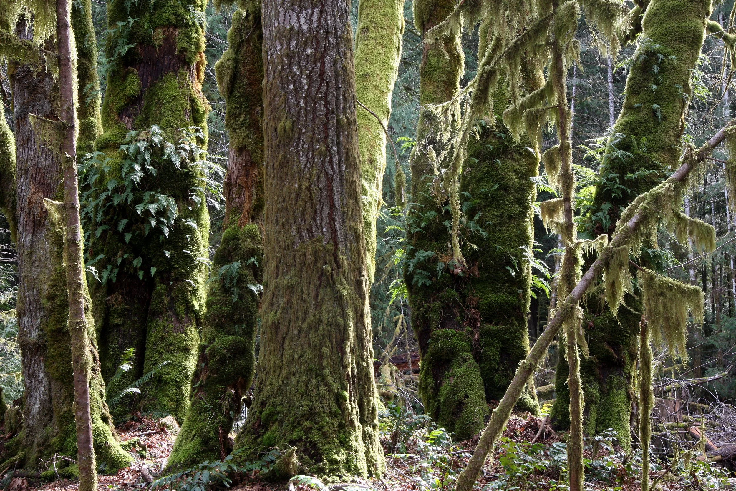 BARNES POINT FOREST - FOREST VIEWS - OLYMPIC NATIONAL PARK (6).JPG