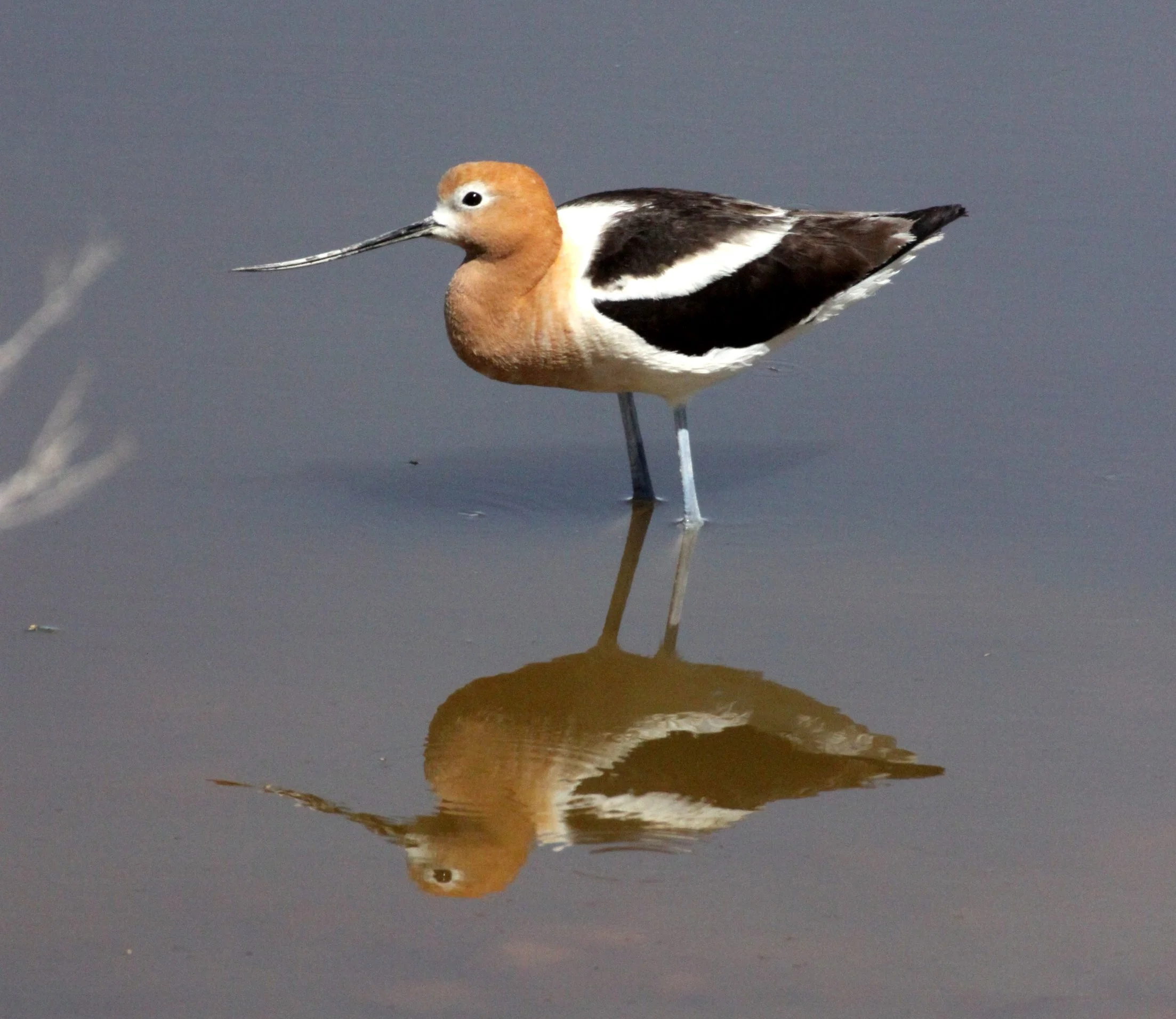 BIRD - AVOCET - AMERICAN AVOCET - ALAMOGORDO NEW MEXICO - WETLANDS DUE SOUTH (4).JPG