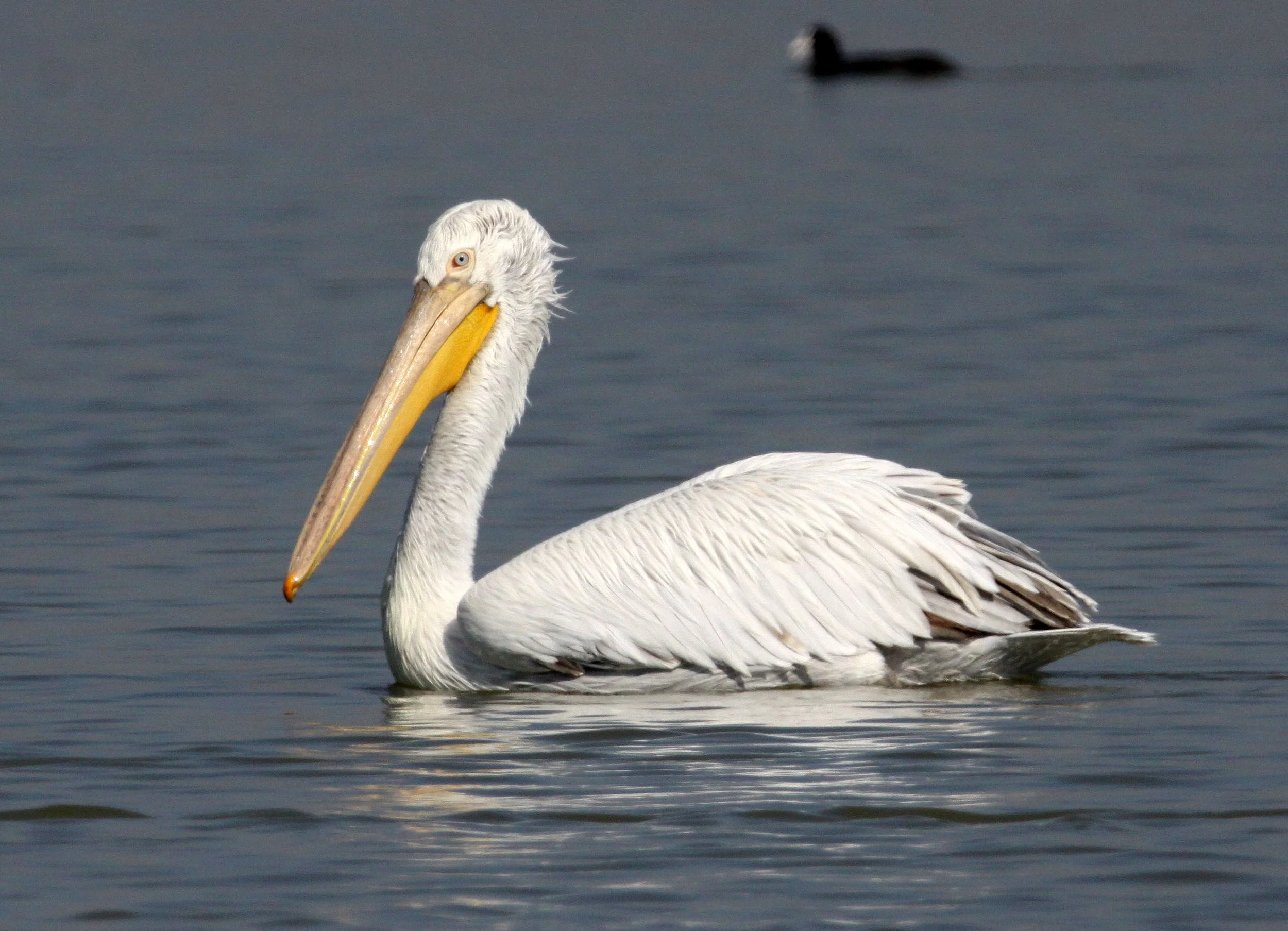 Pelecanus onocrotalus - GREAT WHITE PELICAN - BLACKBUCK NATIONAL PARK VELEVADAR INDIA (40).JPG