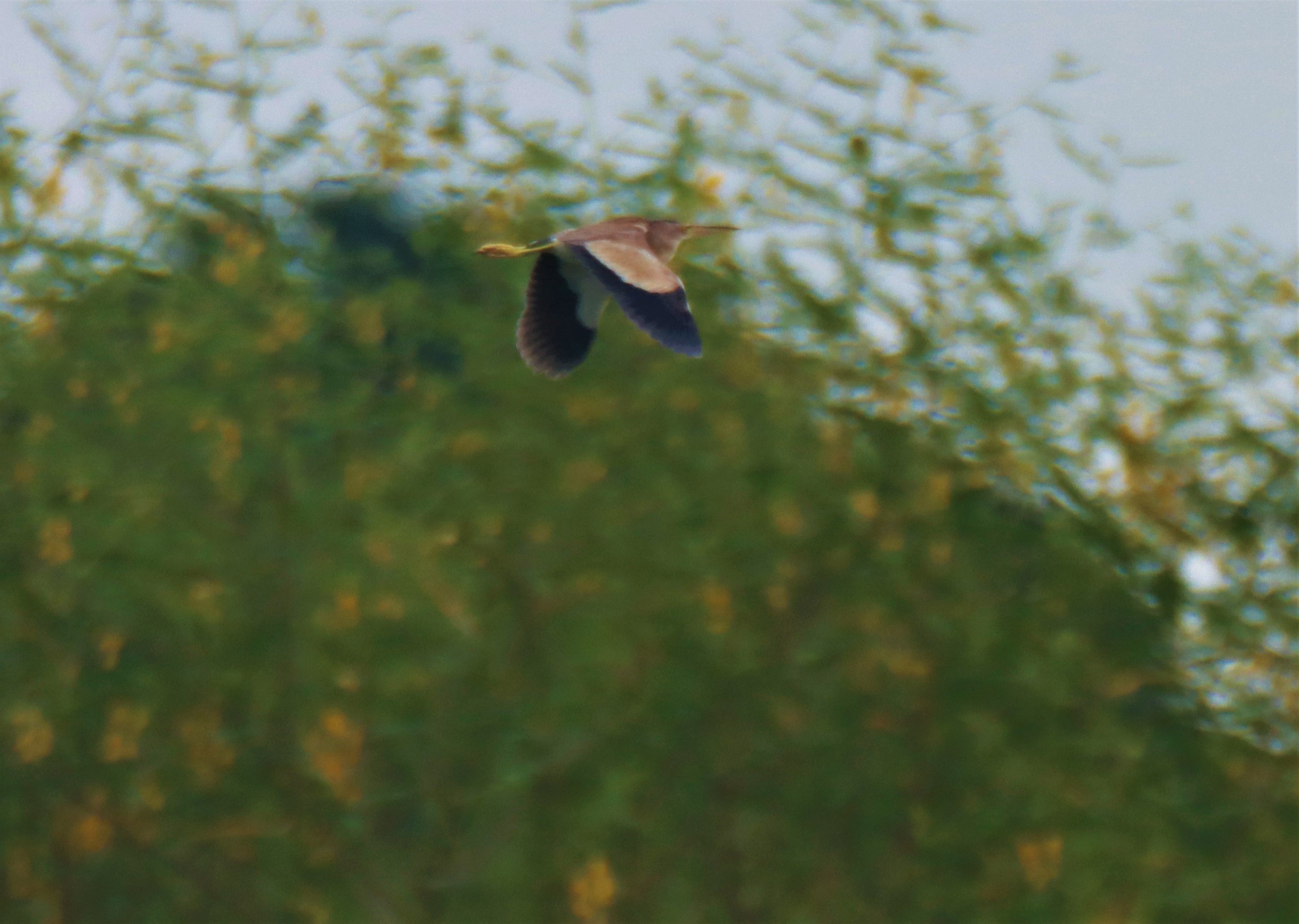 BITTERN - YELLOW BITTERN - Ixobrychus sinensis - LAT KRABANG THAP YAO RICEFIELDS SEPT 3 2021 (9).jpg