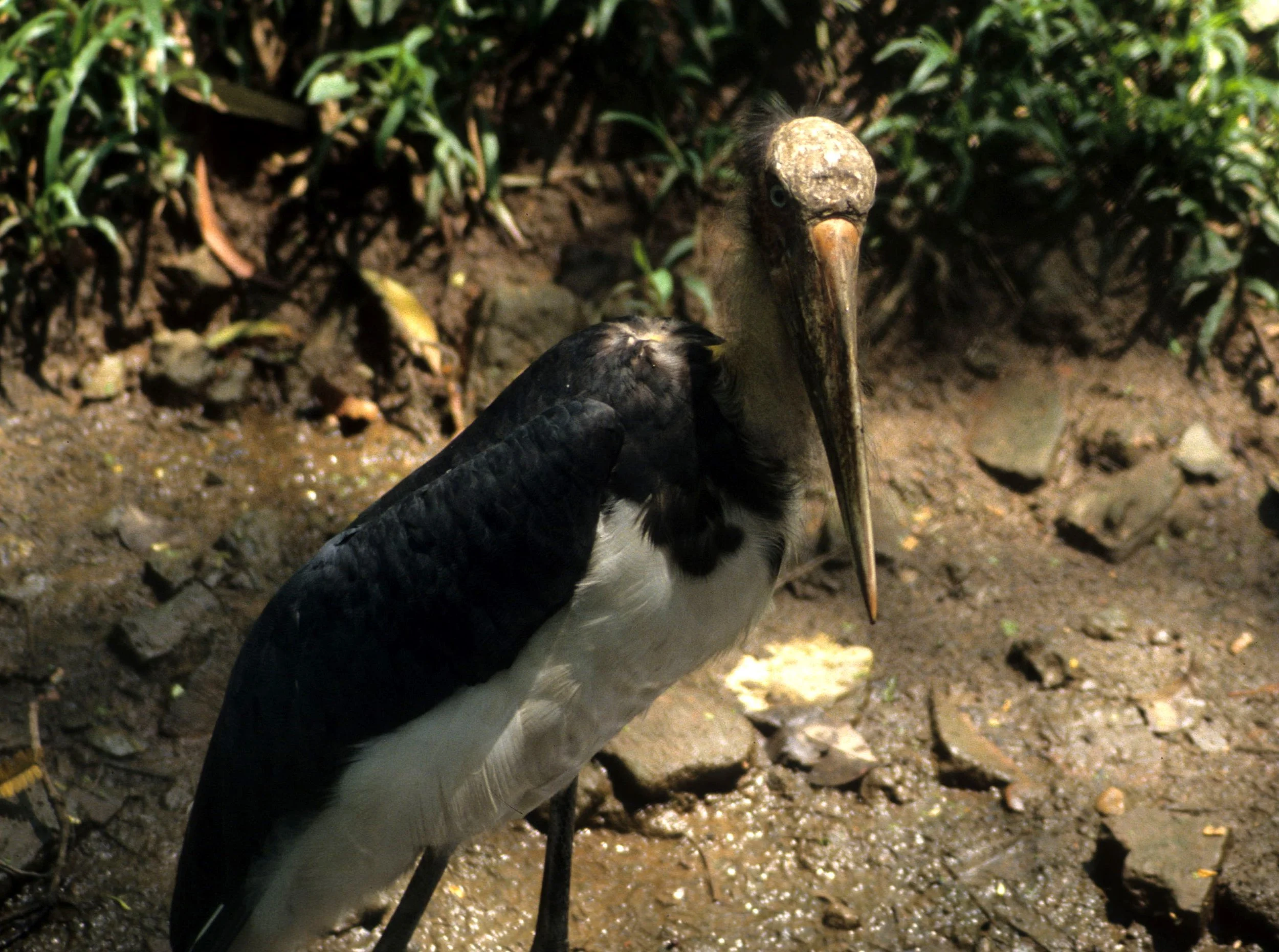 BIRD - STORK - LESSER ADJUTANT - VIET NAM.jpg