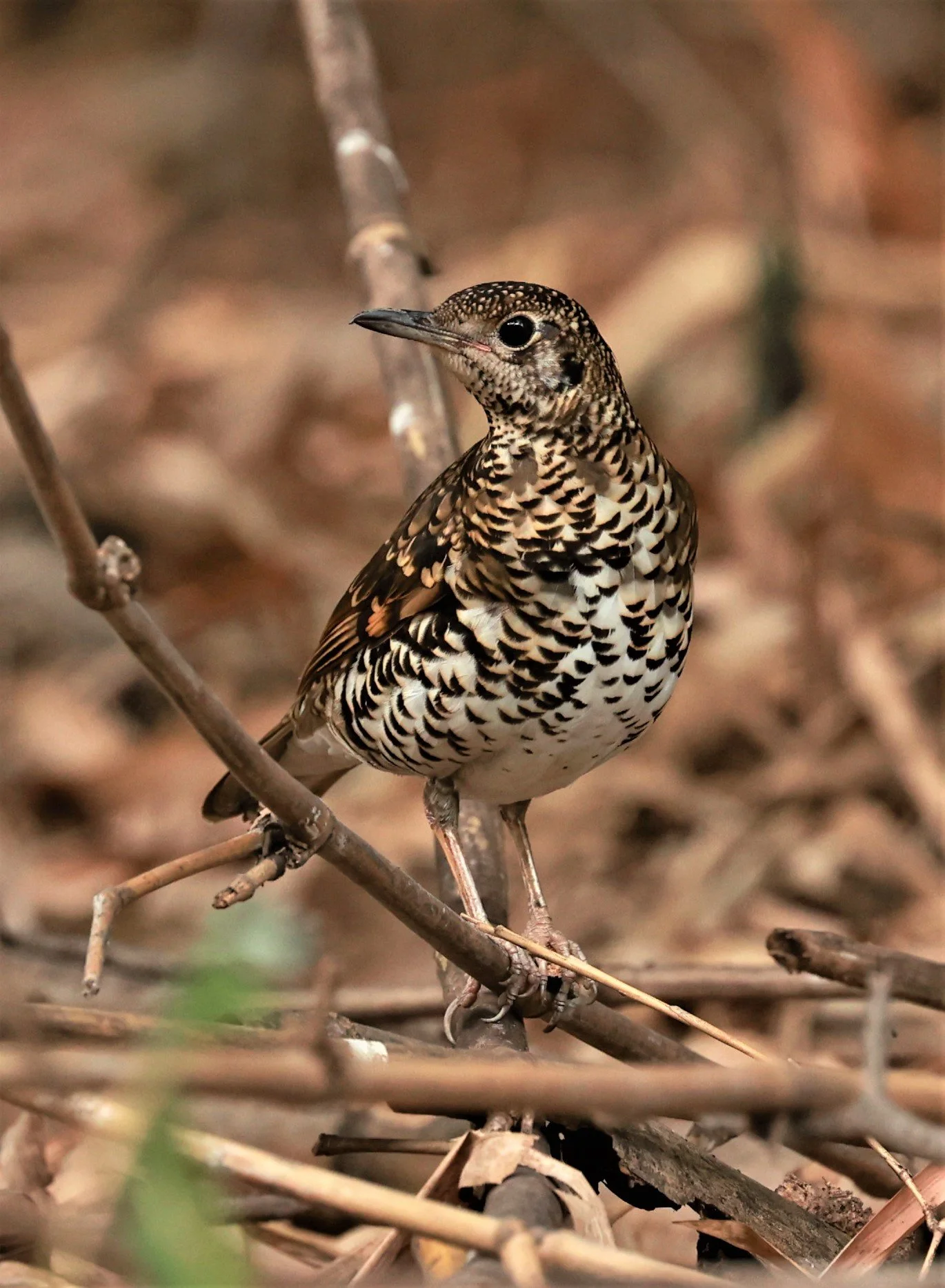 White's Thrush (Zoothera aurea) Putthamonthon Park Nakhon Pathom Thailand (57).jpg
