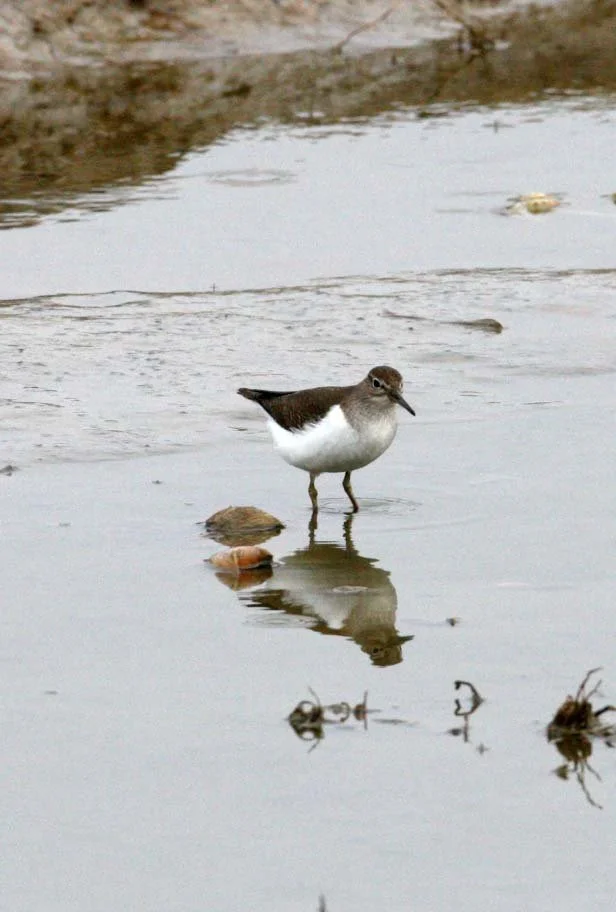 BIRD - SANDPIPER - COMMON SANDPIPER- YANCHENG CHINA (14).JPG