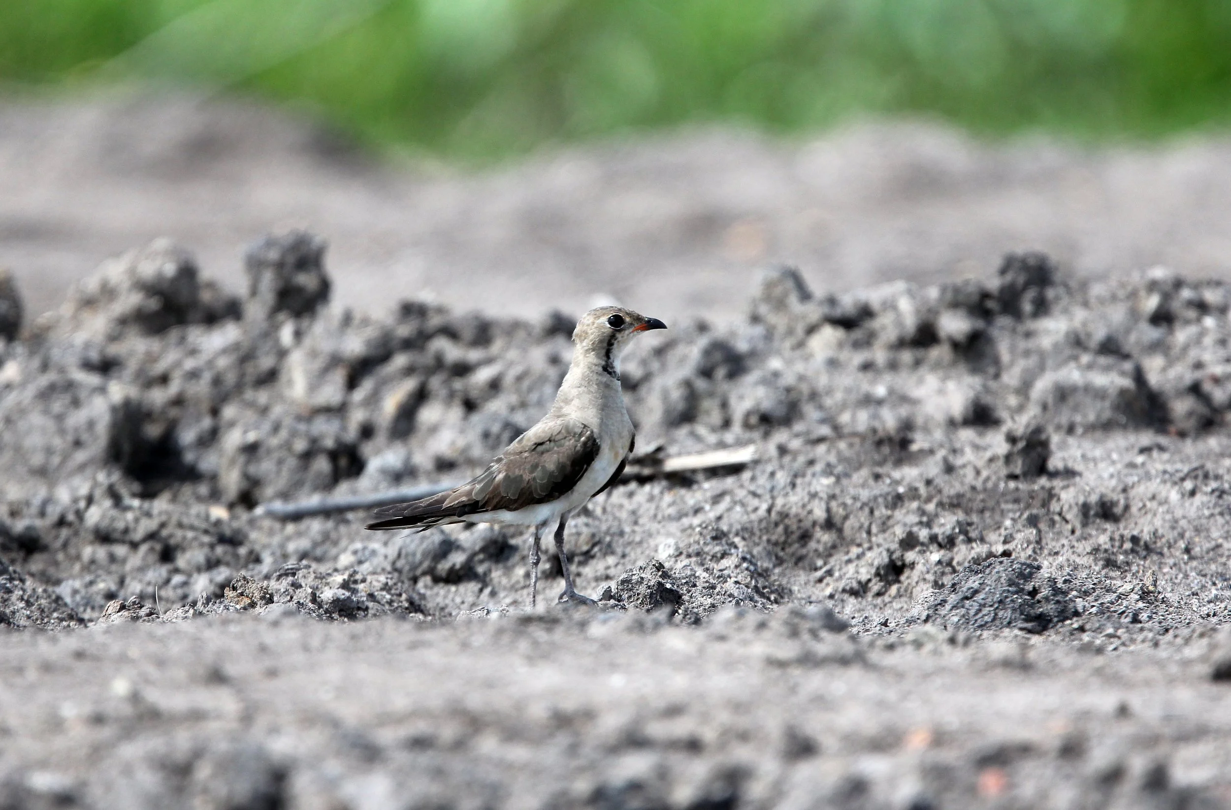 PRATINCOLE - ORIENTAL PRATINCOLE - Glaveola maldivarum - KOH LANTA THAILAND - SUMMER 2015 (18).JPG