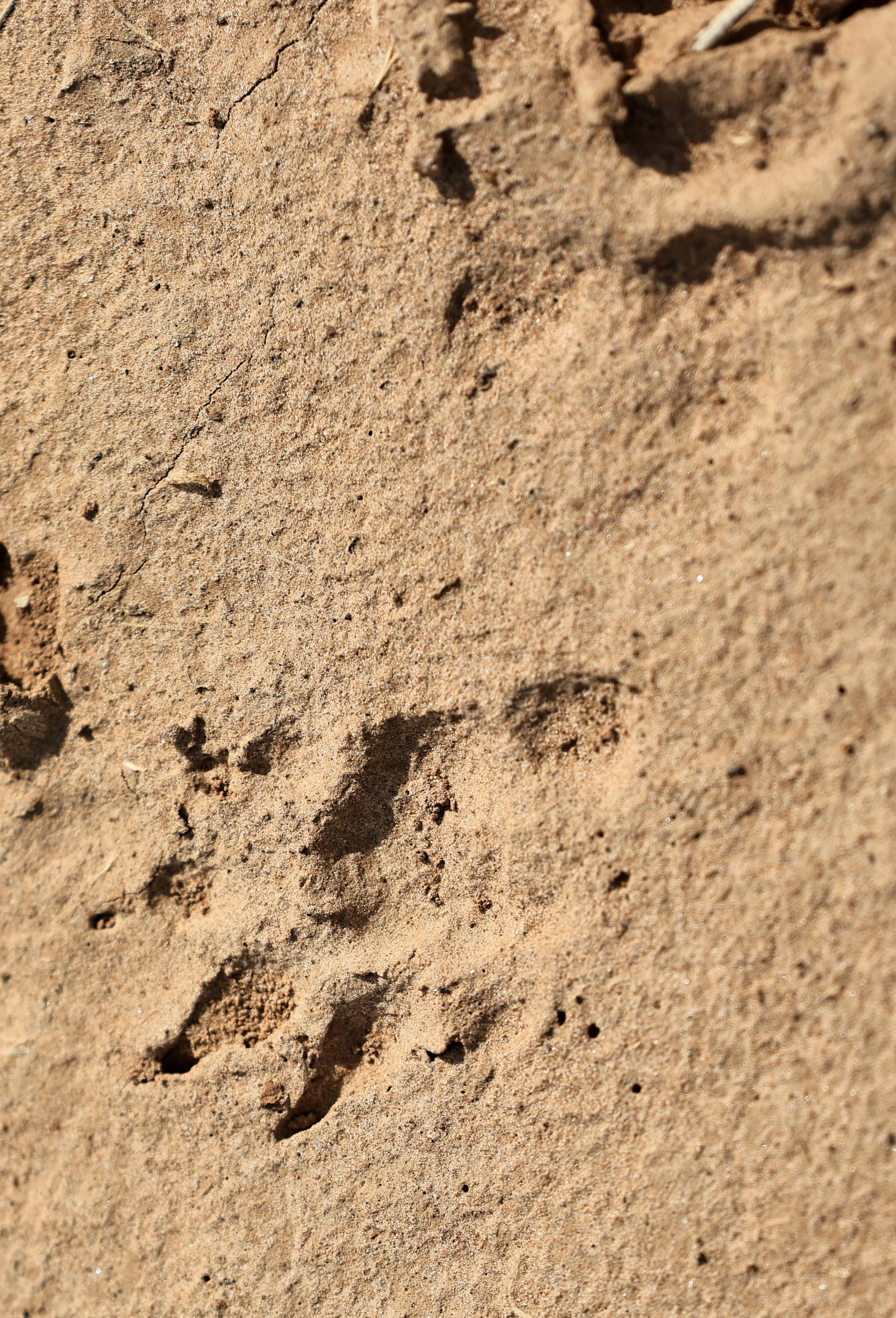 Crab-eating Raccoon Tracks - Agua Dulce Paraguay.jpg