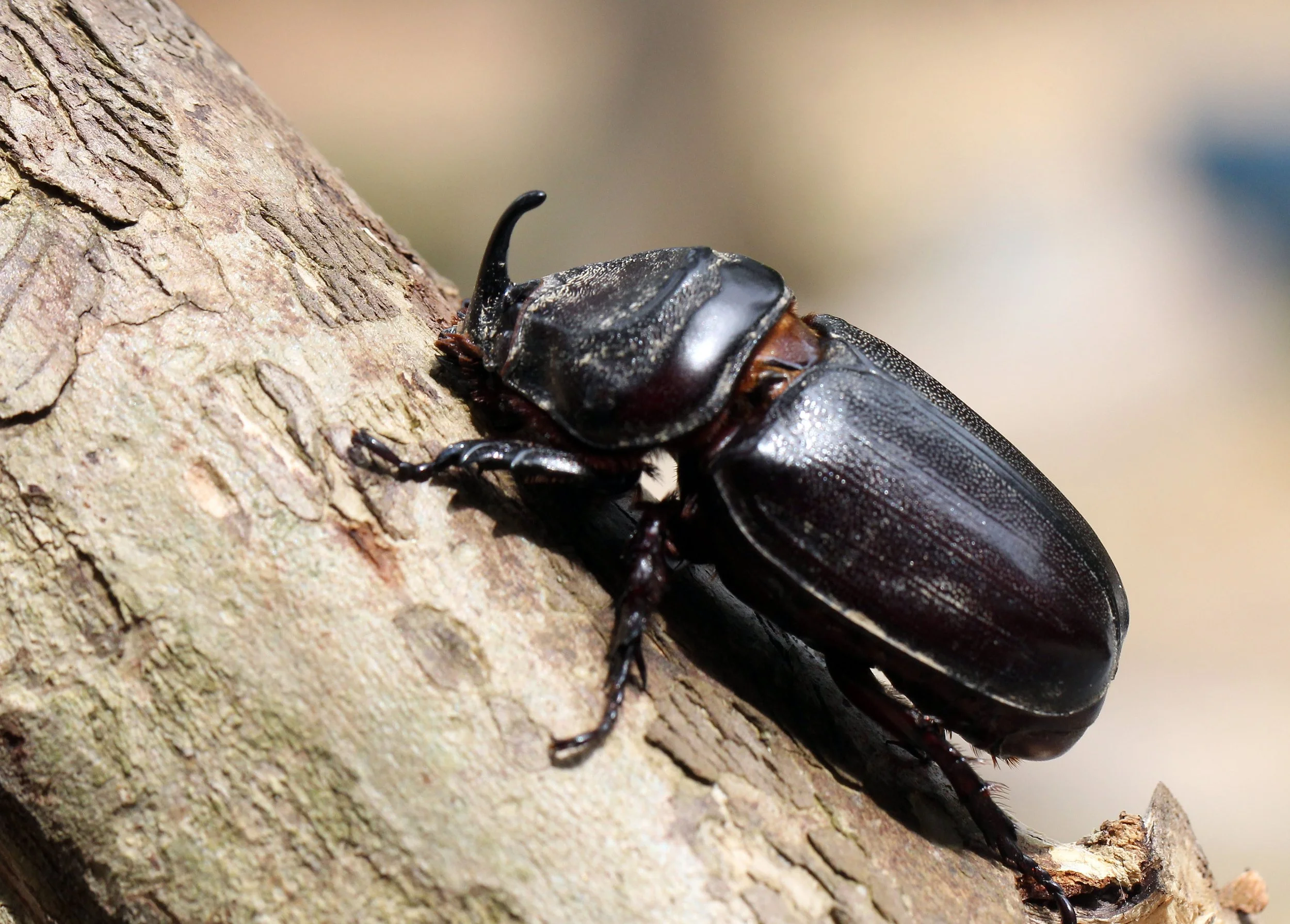Oryctes rhinoceros - Koh Lanta, Thailand - March 2014 