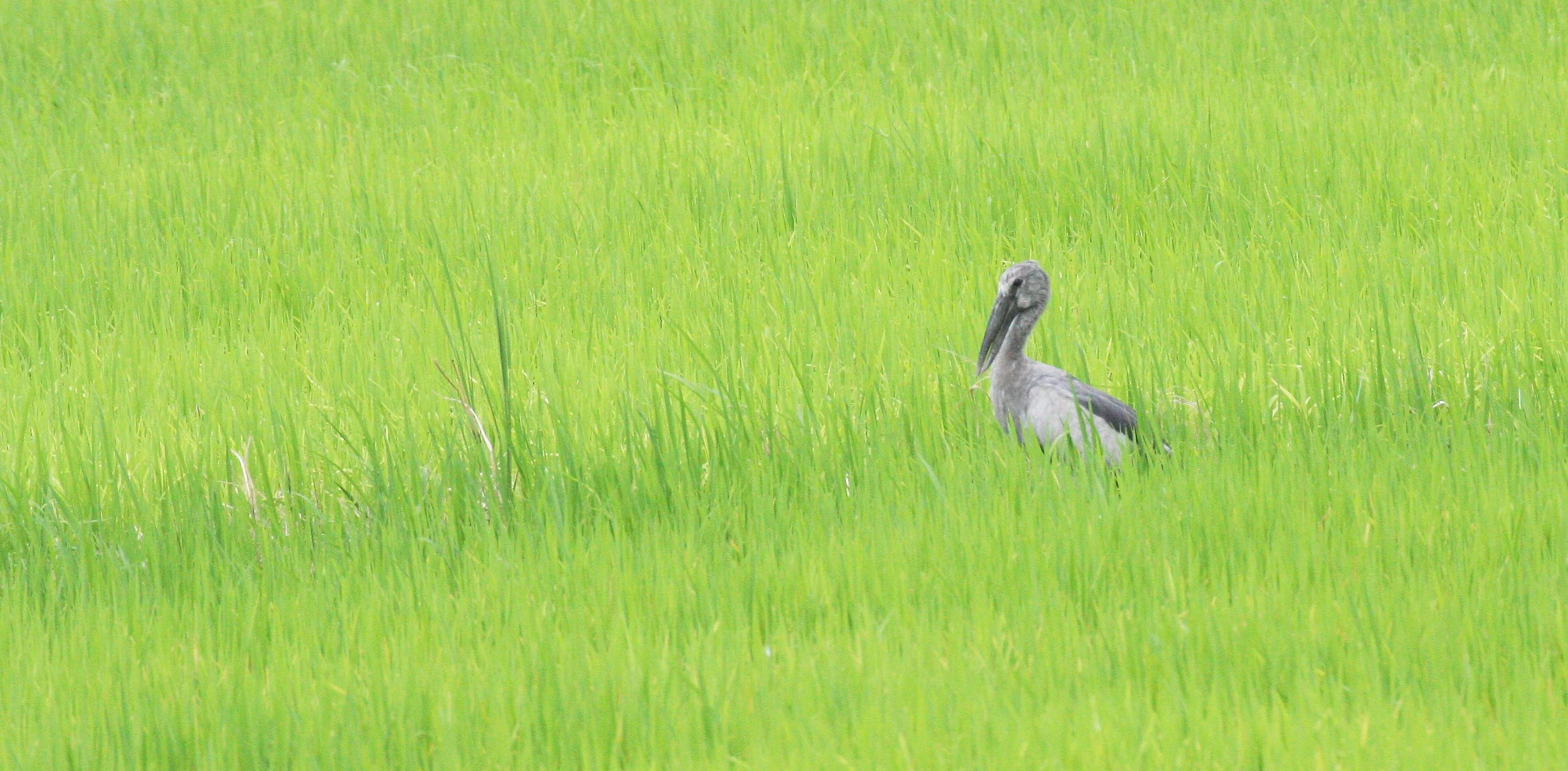 STORK - ASIAN OPENBILL - Anastomus oscitans - KAENG KRACHAN VICINITY (3).JPG