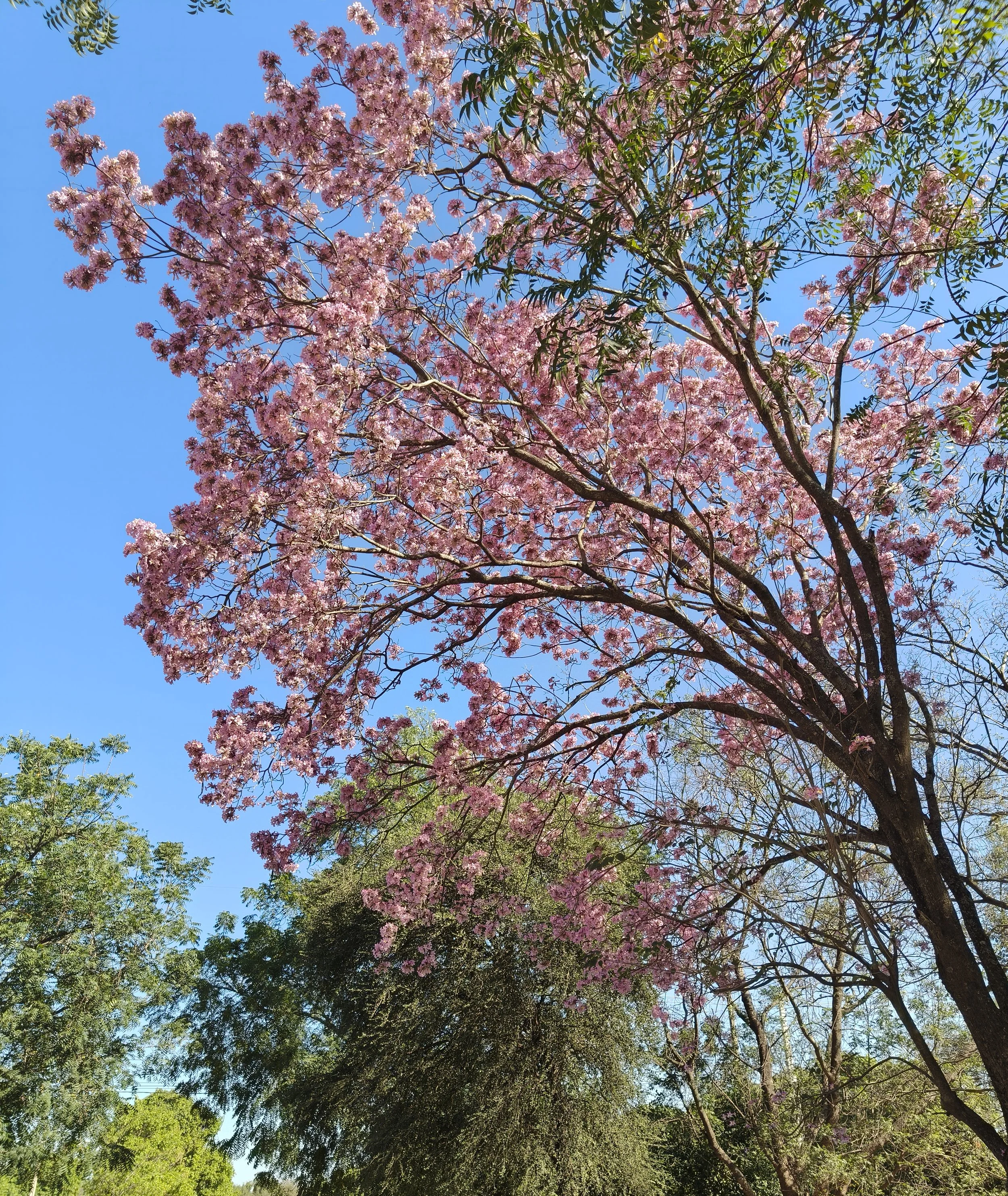 Lapacho (Handroanthus heptaphyllus) La Patria Paraguay