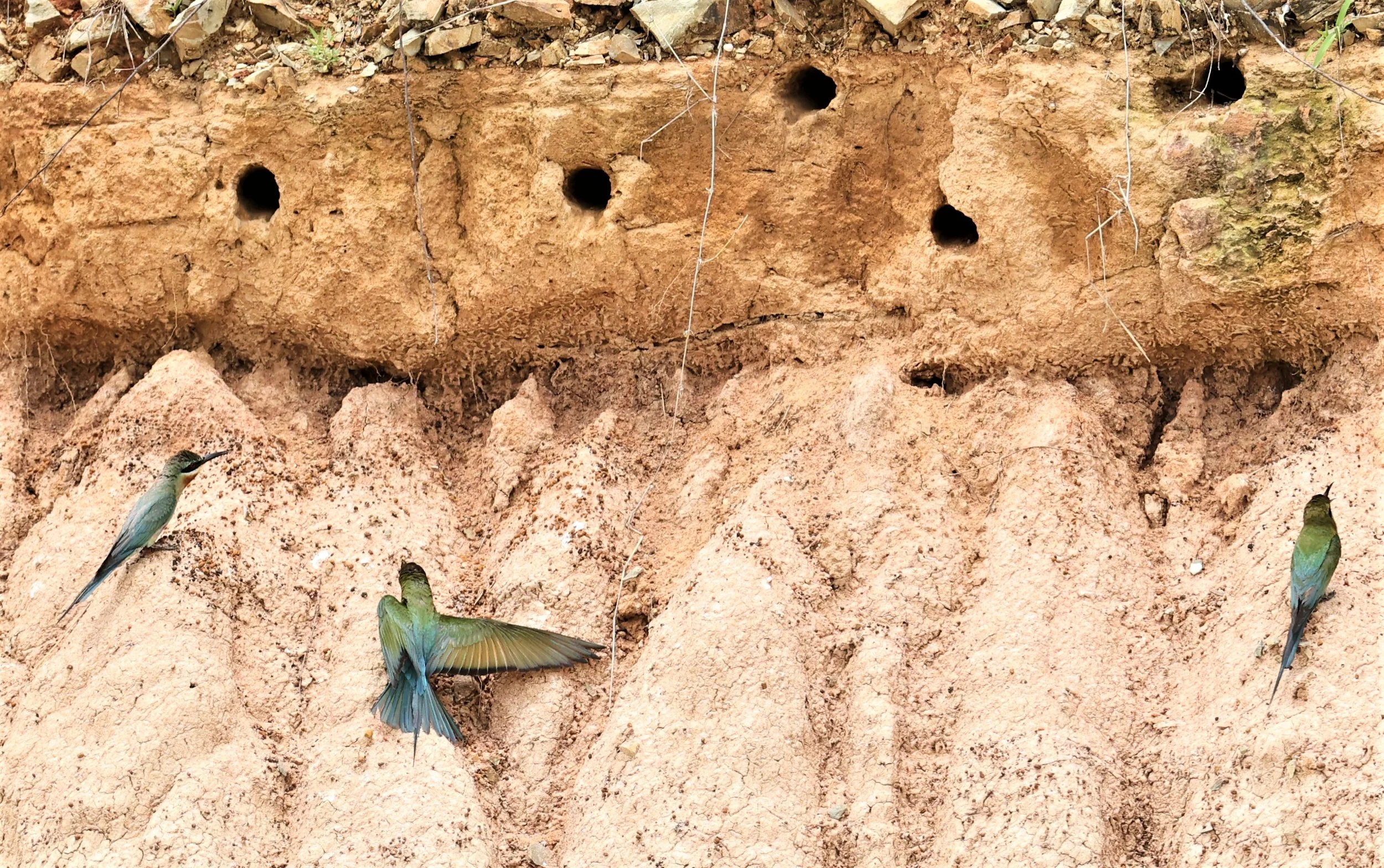 BEE EATER - BLUE-TAILED BEE-EATER - Merops philippinus - PETCHABURI OPEN QUARY AREA ON WAY TO BAAN MAKA JUNE 2022 (42).jpg