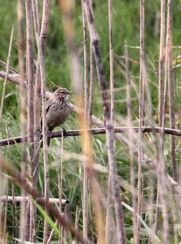 Buff-bellied Pipit (Anthus rubescens) POYANG LAKE JIANGXI PROVINCE CHINA (13).JPG
