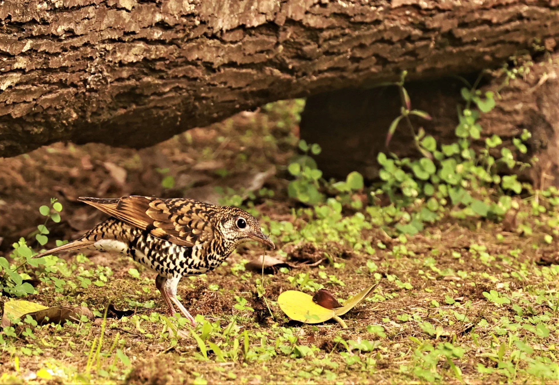 Scaly Thrush (Zoothera dauma) Doi Ang Kang Chiang Mai (41).jpg