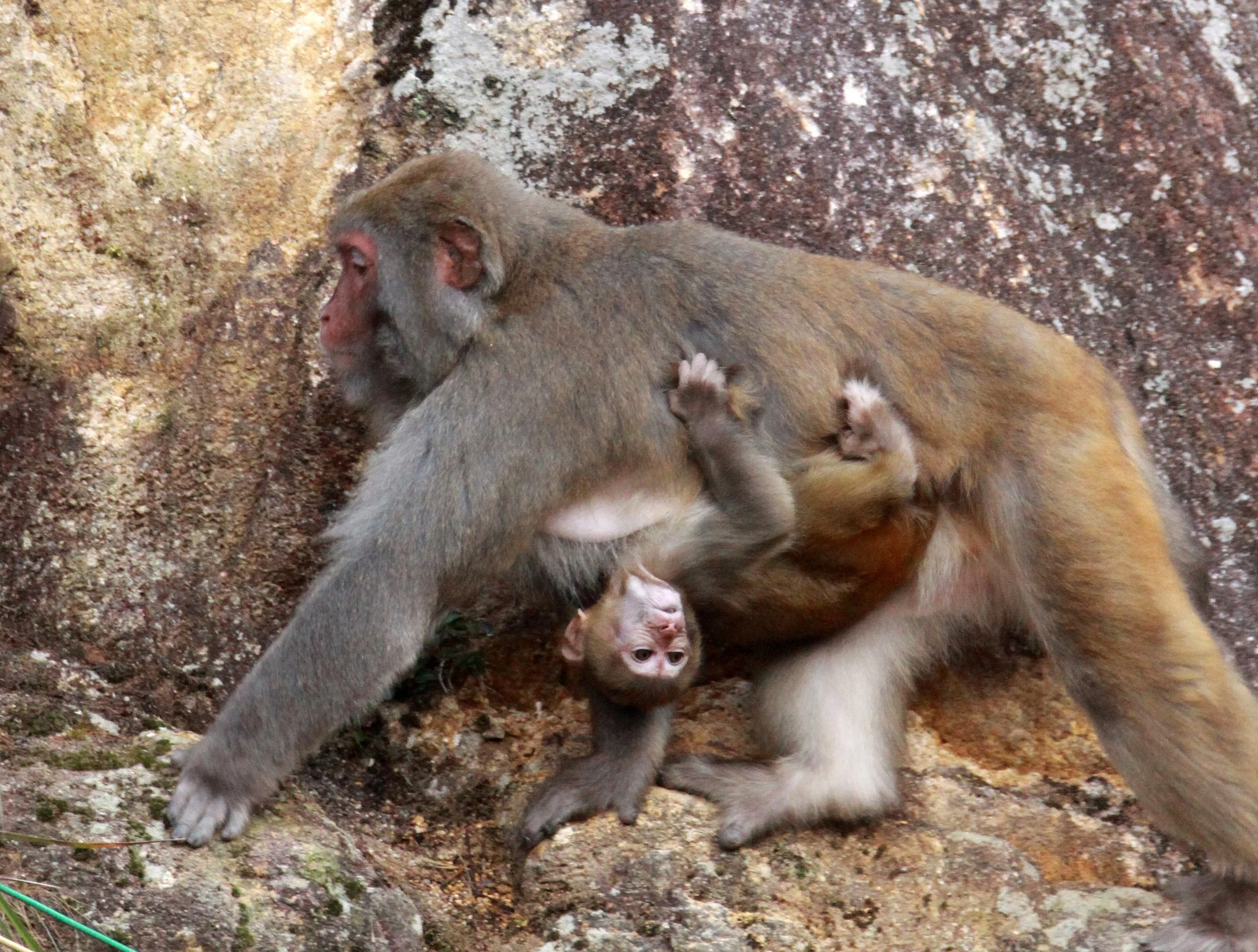 CERCOPITHECIDAE - Macaca mulatta littoralis - SOUTH CHINESE RHESUS MACAQUE - CHINESE ALLIGATOR BREEDING CENTER - XUANCHENG (37).JPG