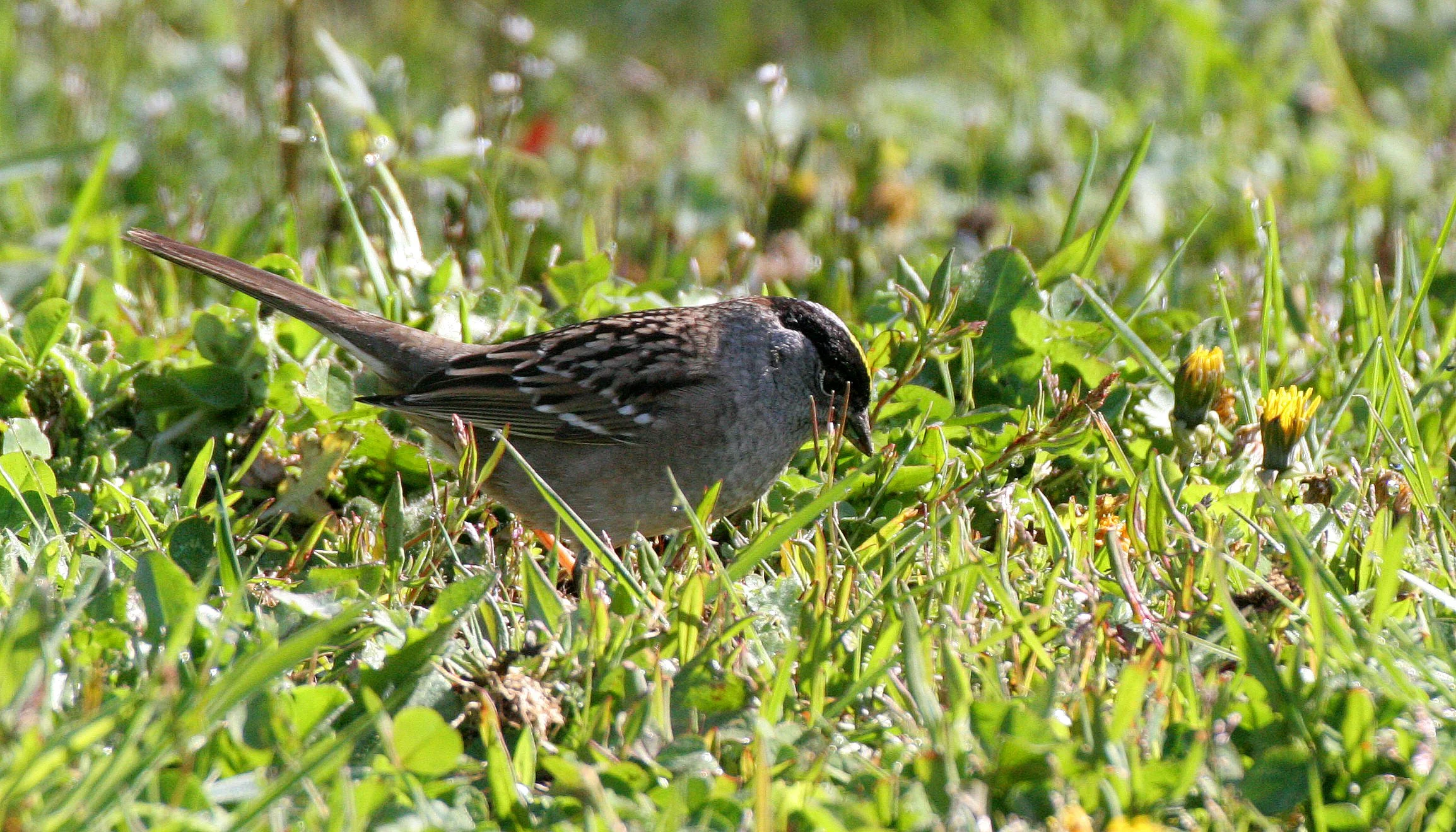 Gold-crowned Sparrow ((Zonotrichia atricapilla) Lake Farm Woods Washington (6).JPG