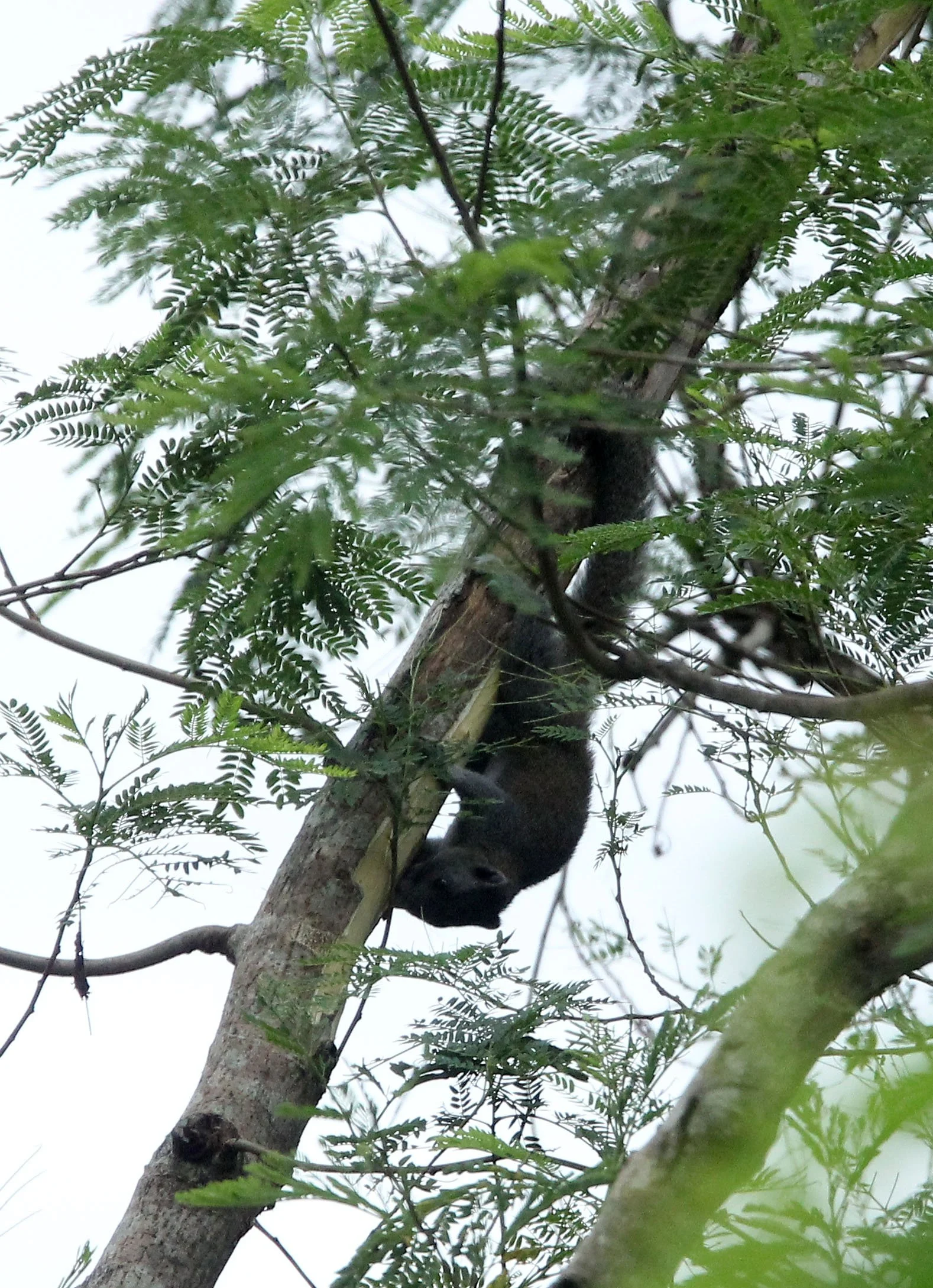 Callosciurus caniceps - GREY-BELLIED SQUIRREL - PHU KHIEO NATURE RESERVE THAILAND (10).JPG