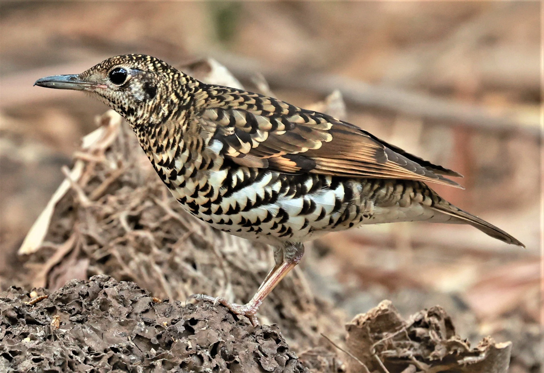 White's Thrush (Zoothera aurea) Putthamonthon Park Nakhon Pathom Thailand (164).jpg