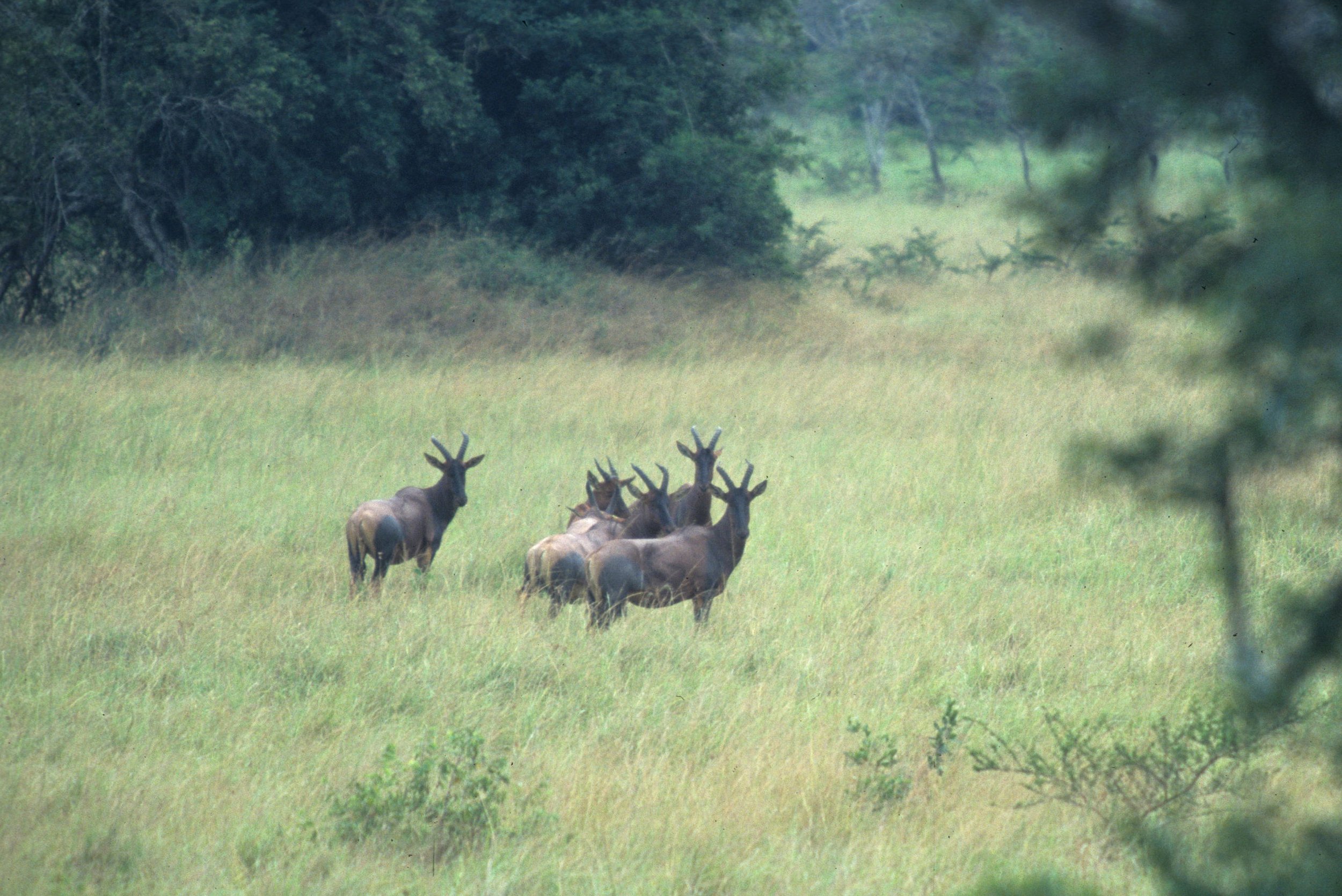 BOVID - TOPI - UGANDA (7).jpg
