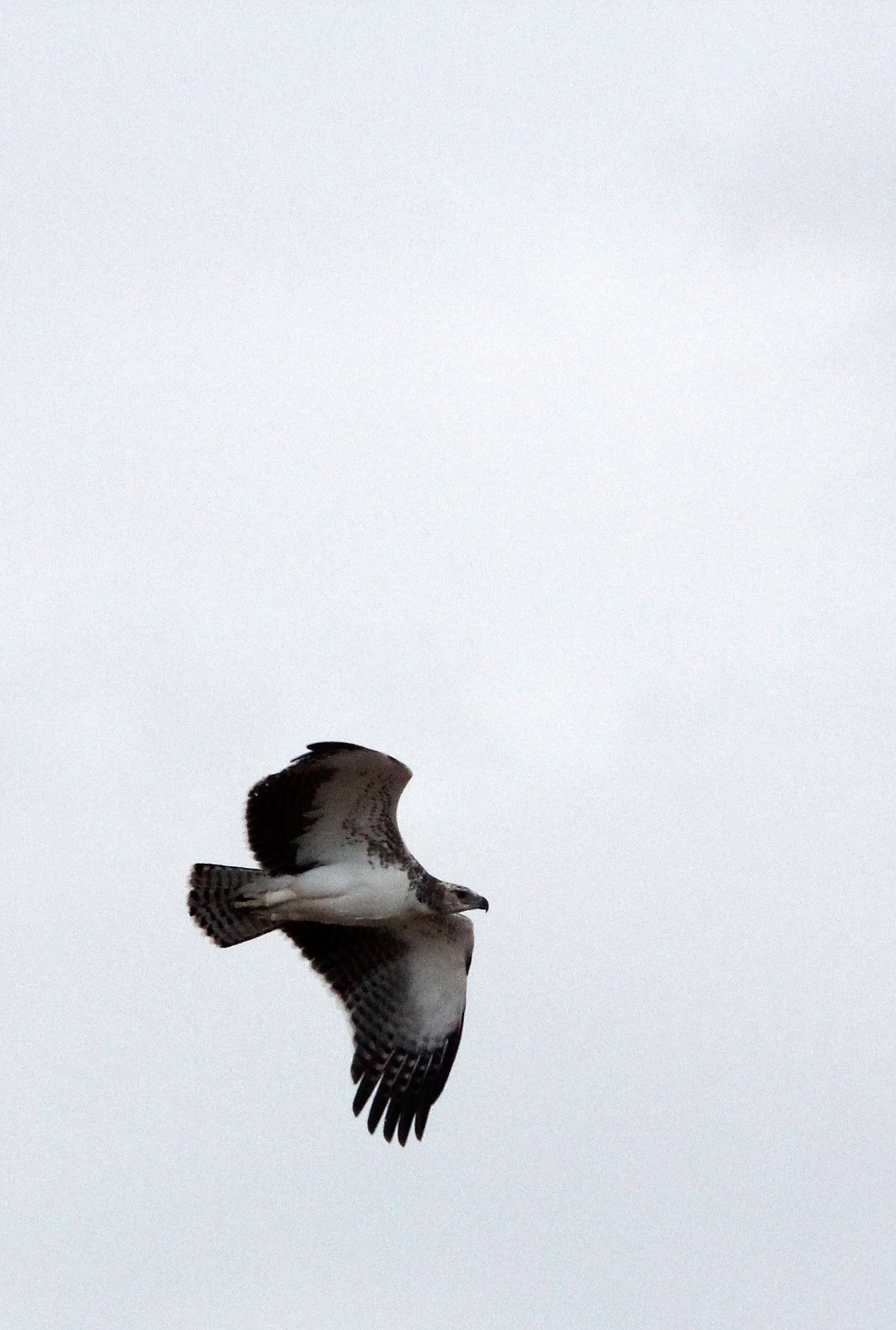 Polemaetus bellicosus - MARTIAL EAGLE - SAMBURU NATIONAL PARK KENYA (22).JPG