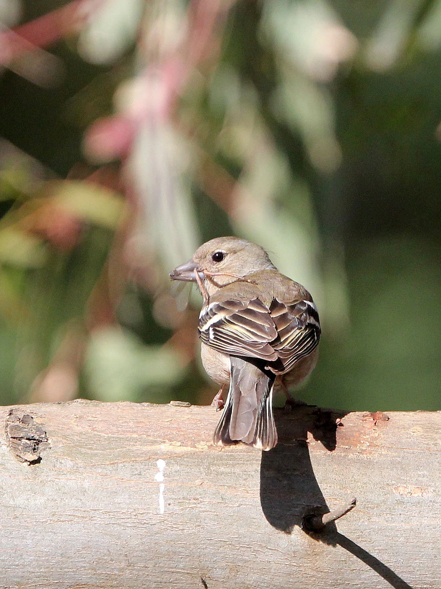 Chaffinch (Fringilla coelebs) Feija NP, Tunisia (4).JPG