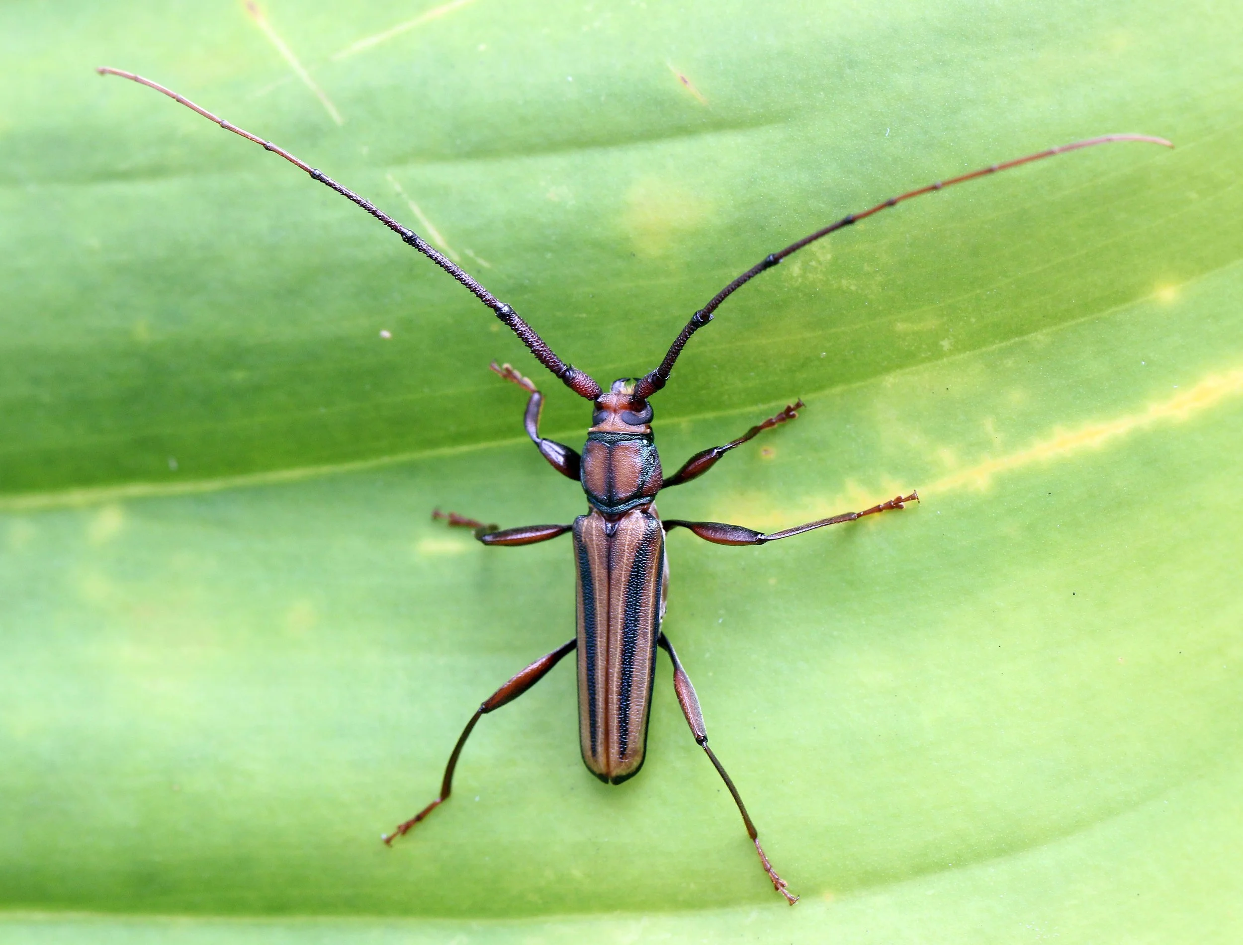 Xystrocera globosa - Koh Lanta, Thailand (3).JPG