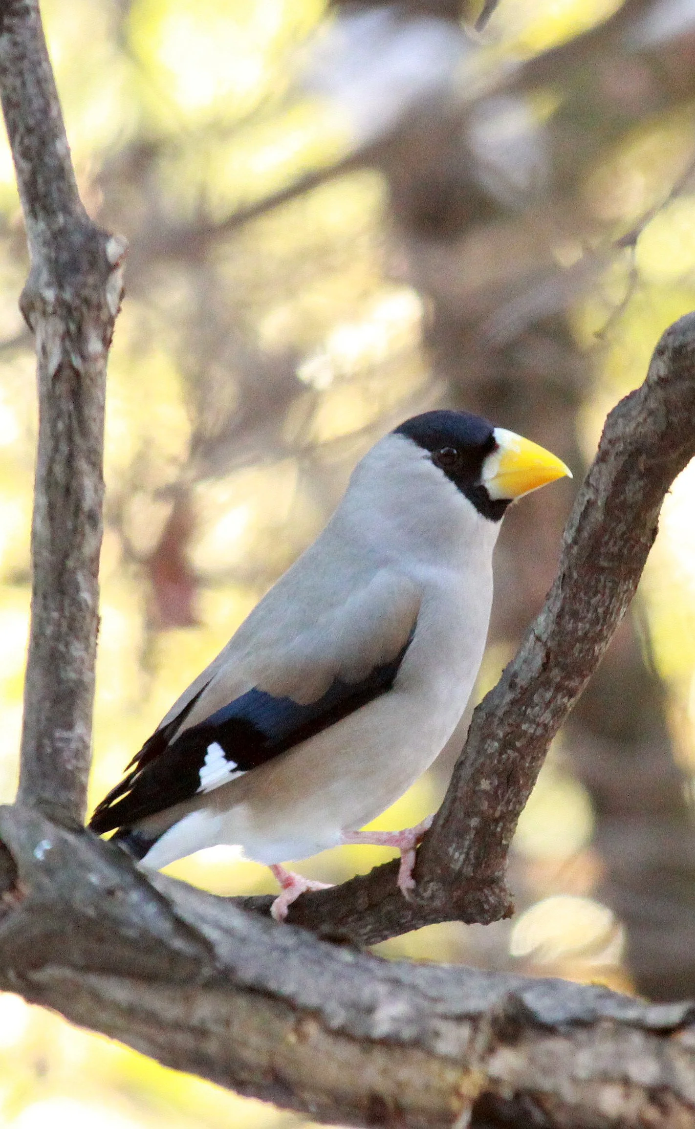 Japanese Grosbeak (Eophona personata) Shiobutsu Onsen, Karuizawa Japan (5).JPG