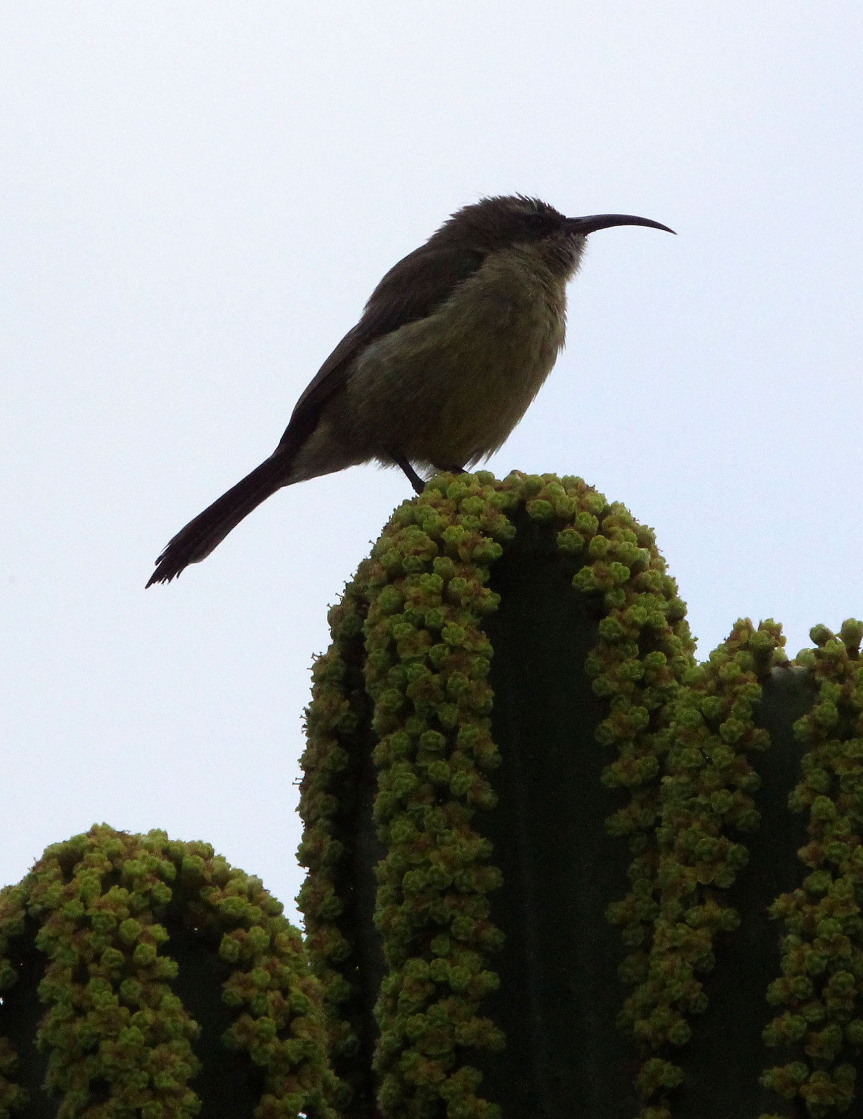 BIRD - SUNBIRD - BRONZE SUNBIRD - NECTARINIA KILIMENSIS - RUHENGERI RWANDA (15).JPG