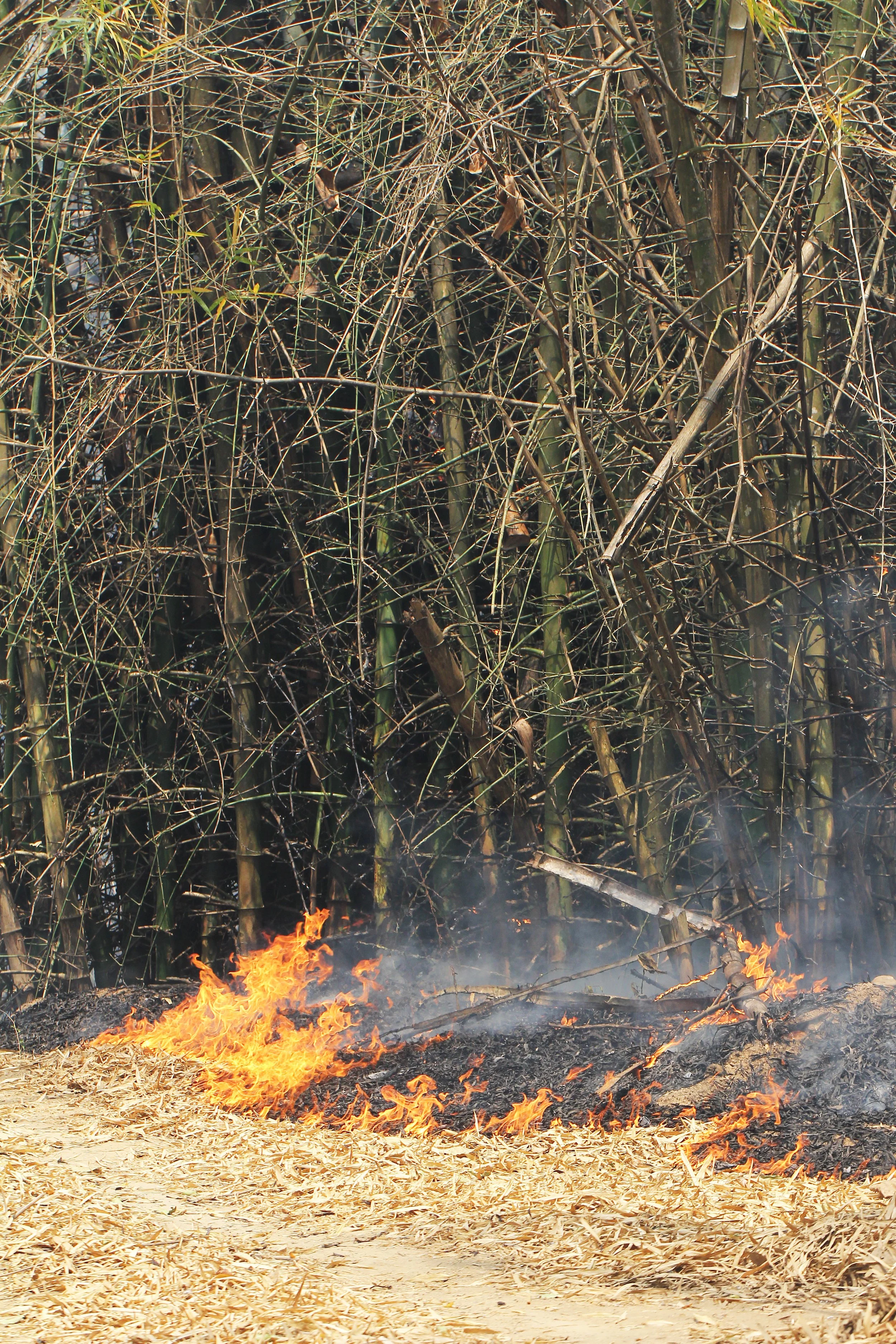 2015 Huai Mai Dee Huai Kha Khaeng Wildlife Refute (27).JPG