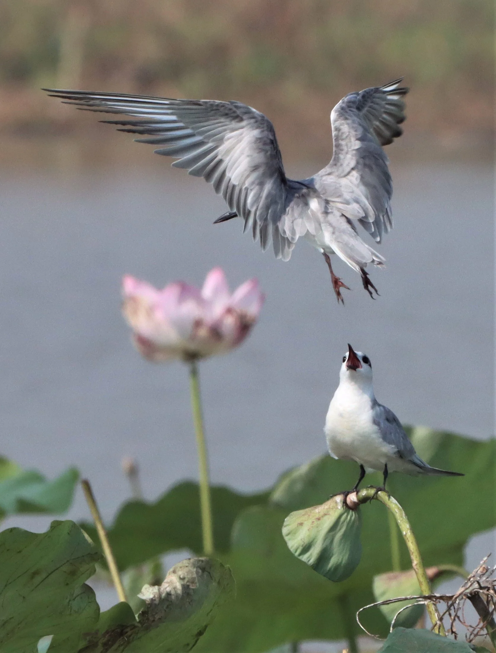 TERN - WHISKERED TERN - Chlidonias hybridus - BUENG BORAPHET (13).jpg