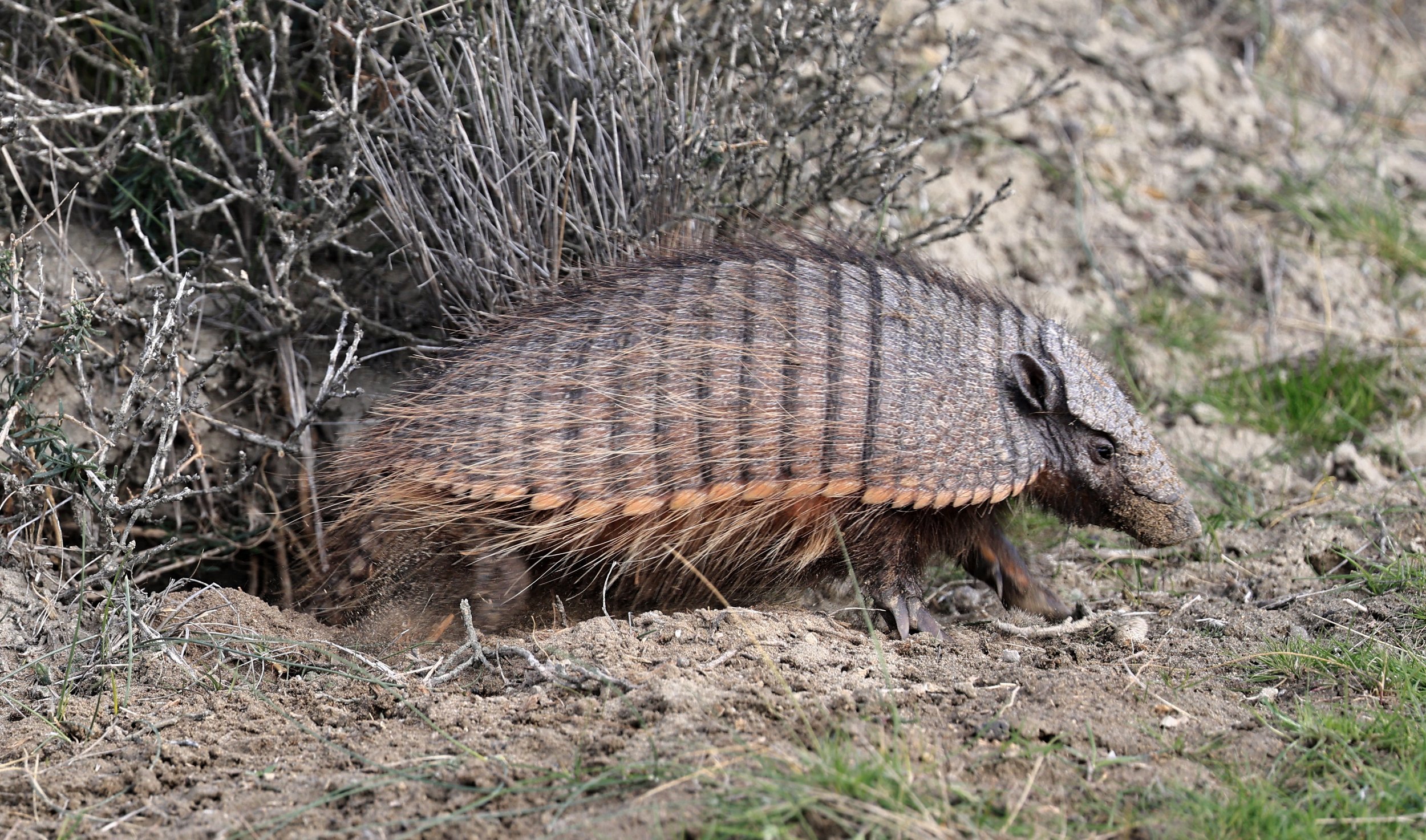 Large Hairy Armadillo Chaetophractus villosus) Valdes Peninsula, Chubut Province, Argentina Day 2 ( (4).jpg