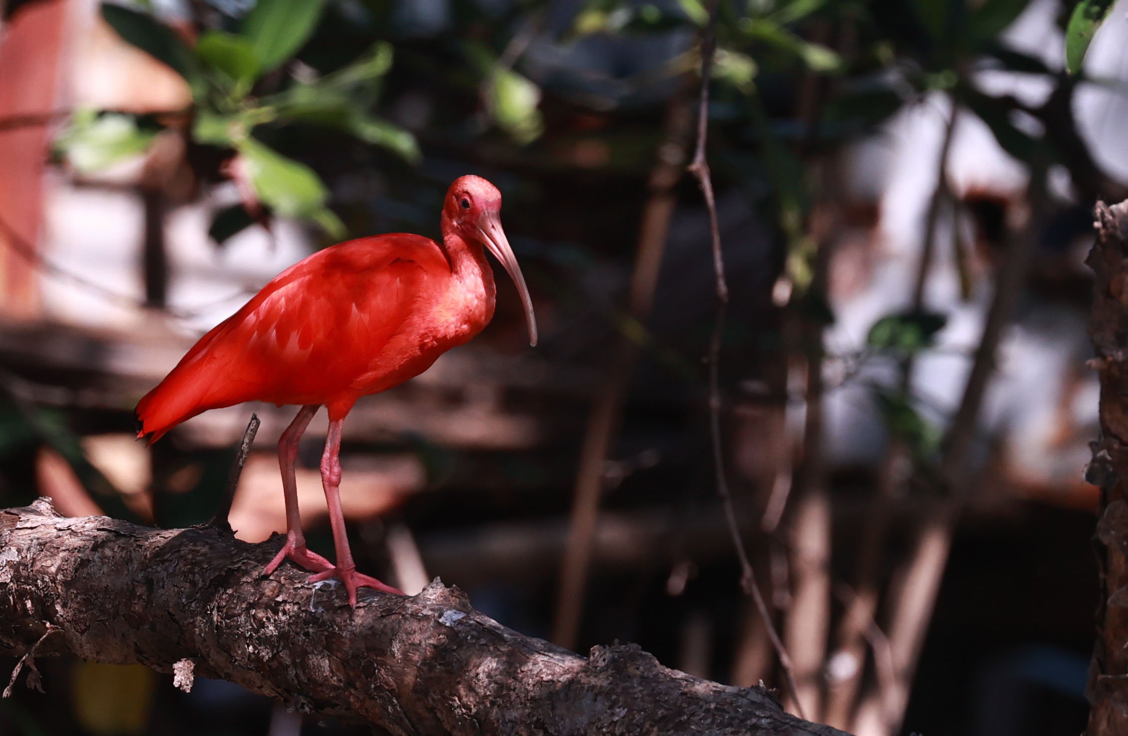 Ibis - Scarlet Ibis - Eudocimus ruber - 29 Songkaow Cafe, Chachoengsao Thailand (137).jpg