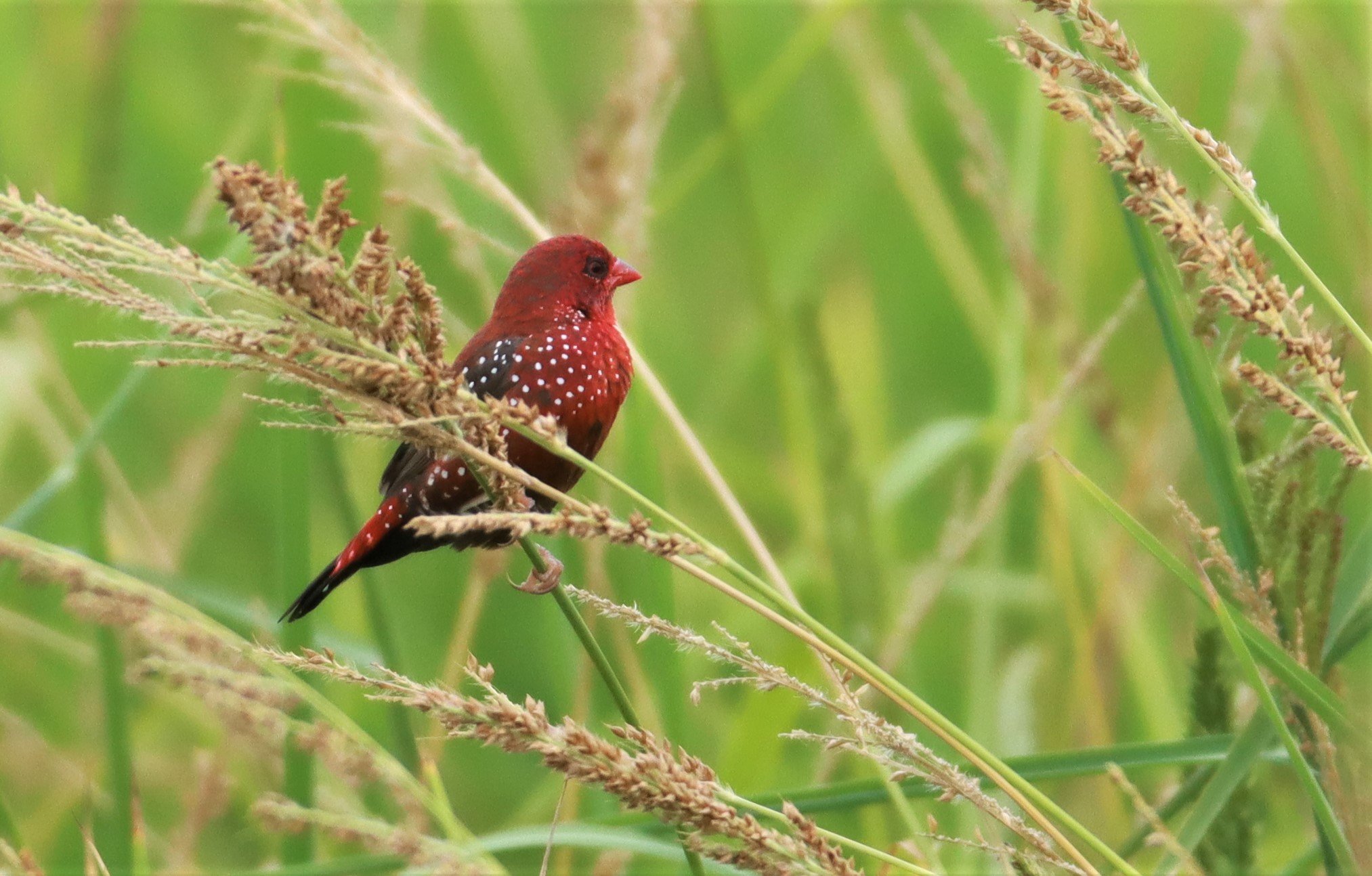 RED AVADAVAT - Amandava amandava - LAD KRABANG  THAP YAO RICE FIELDS AUGUST 14 2021 (34).jpg