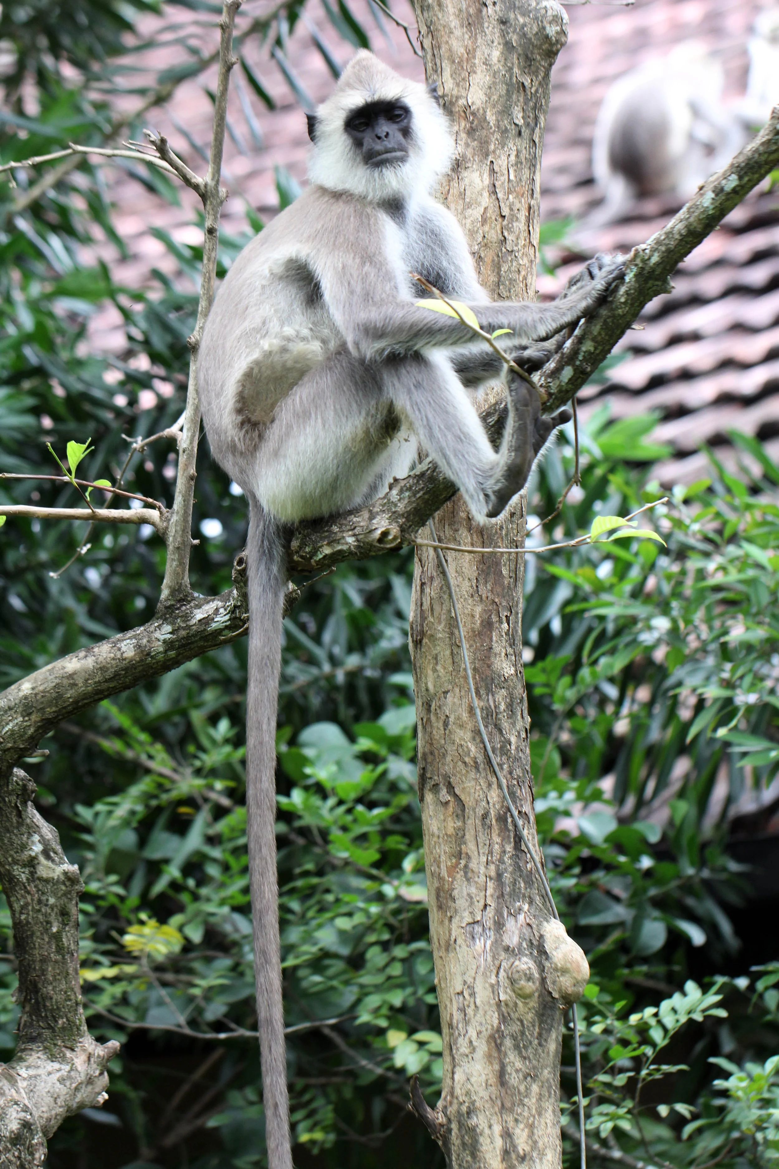 CERCOPITHECIDAE - Semnopithecus priam thersites - SRI LANKAN GRAY (TUFTED) LANGUR - SRIGIRIYA FOREST AND FORTRESS AREA SRI LANKA (12).JPG