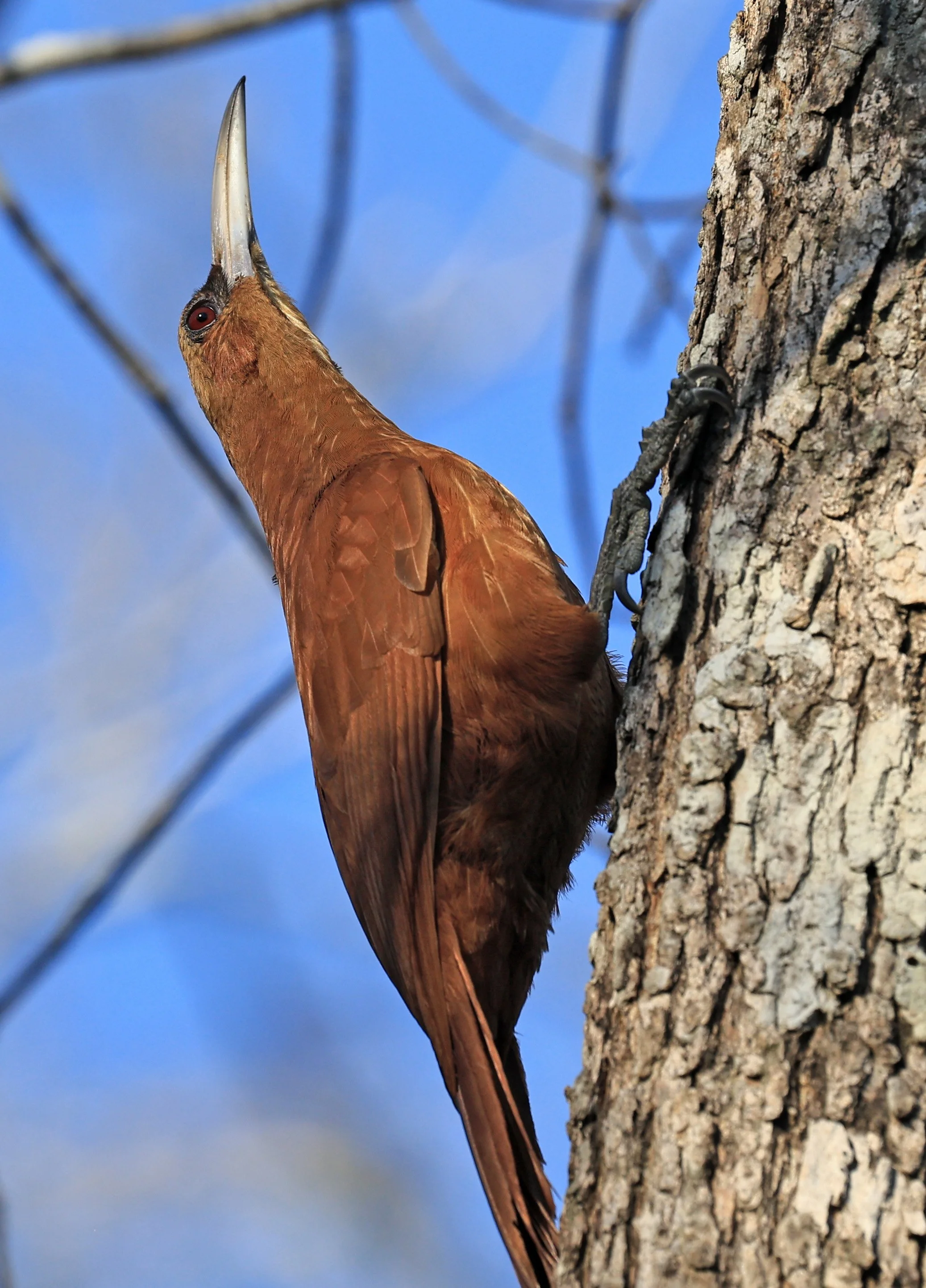 Great Rufous Woodcreeper (Xiphocolaptes major) Agua Dulce Paraguay (5).jpg