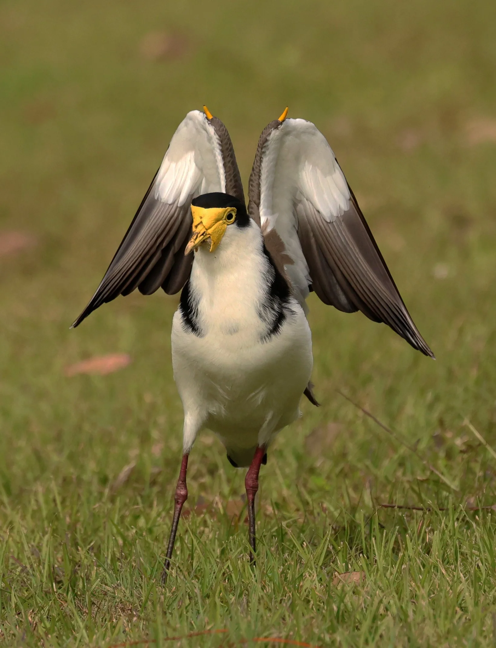 Masked Lapwing (Vanellus miles) Canungra near Lamington NP - Queensland (22).jpg