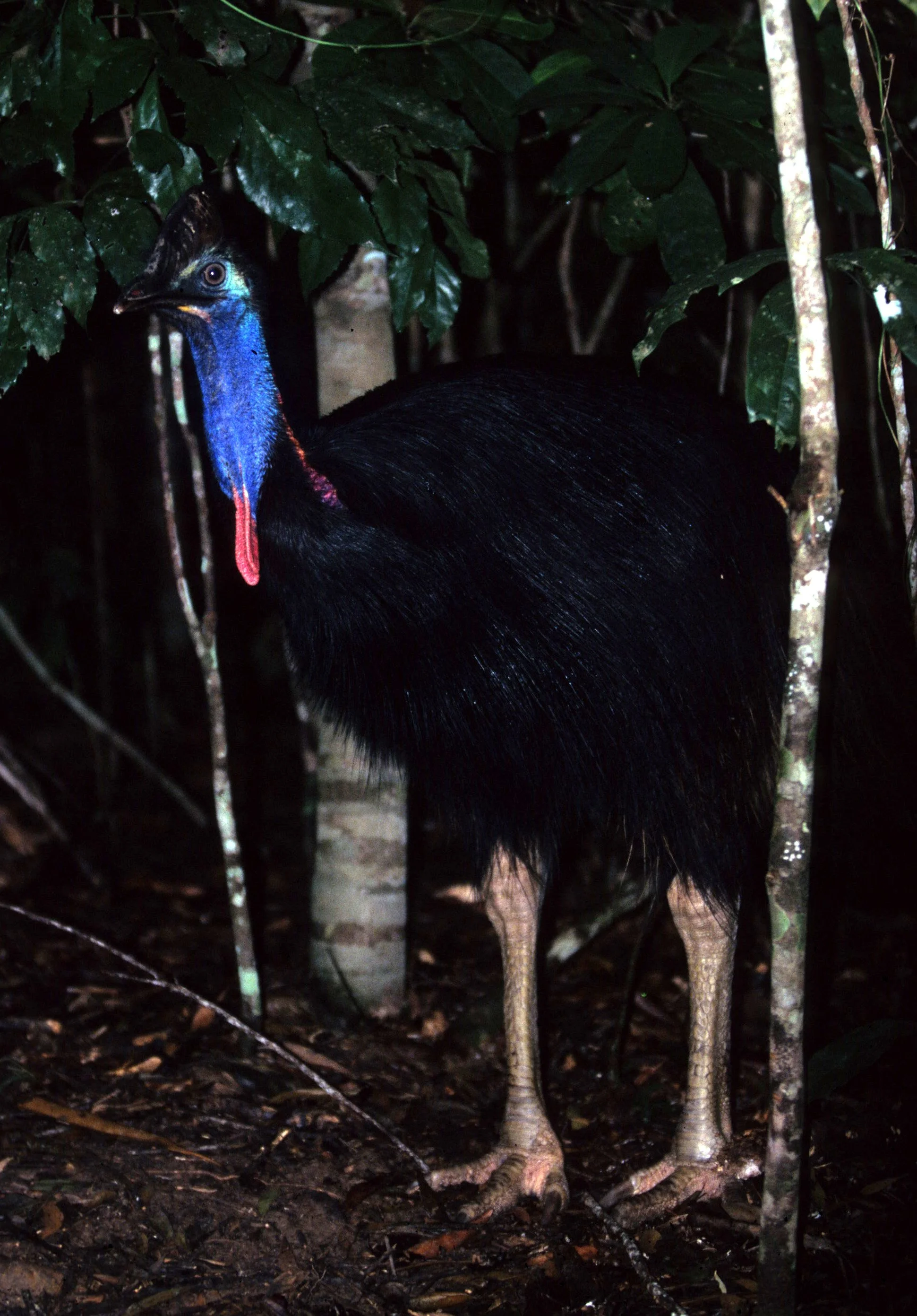 BIRD - SOUTHERN CASSOWARY - DAINTREE RAINFOREST F.jpg
