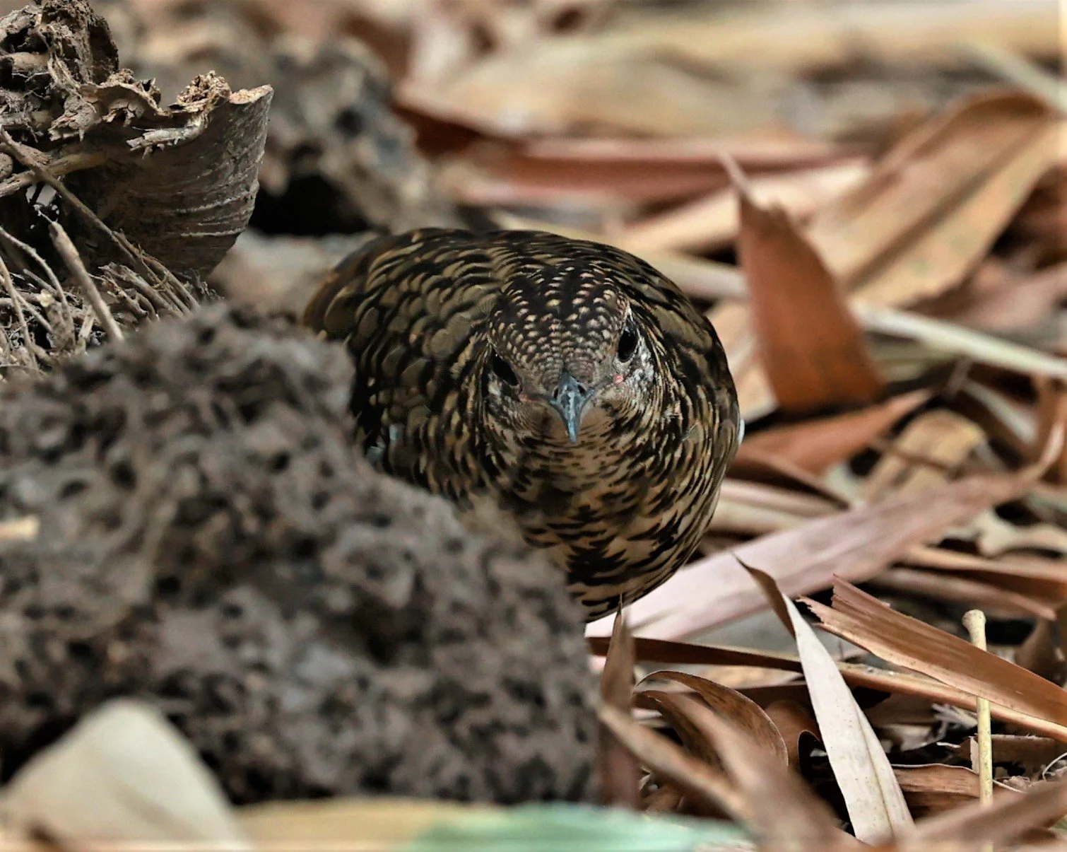 White's Thrush (Zoothera aurea) Putthamonthon Park Nakhon Pathom Thailand (193).jpg